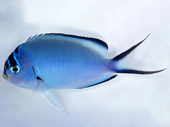 Genicanthus watanabei female