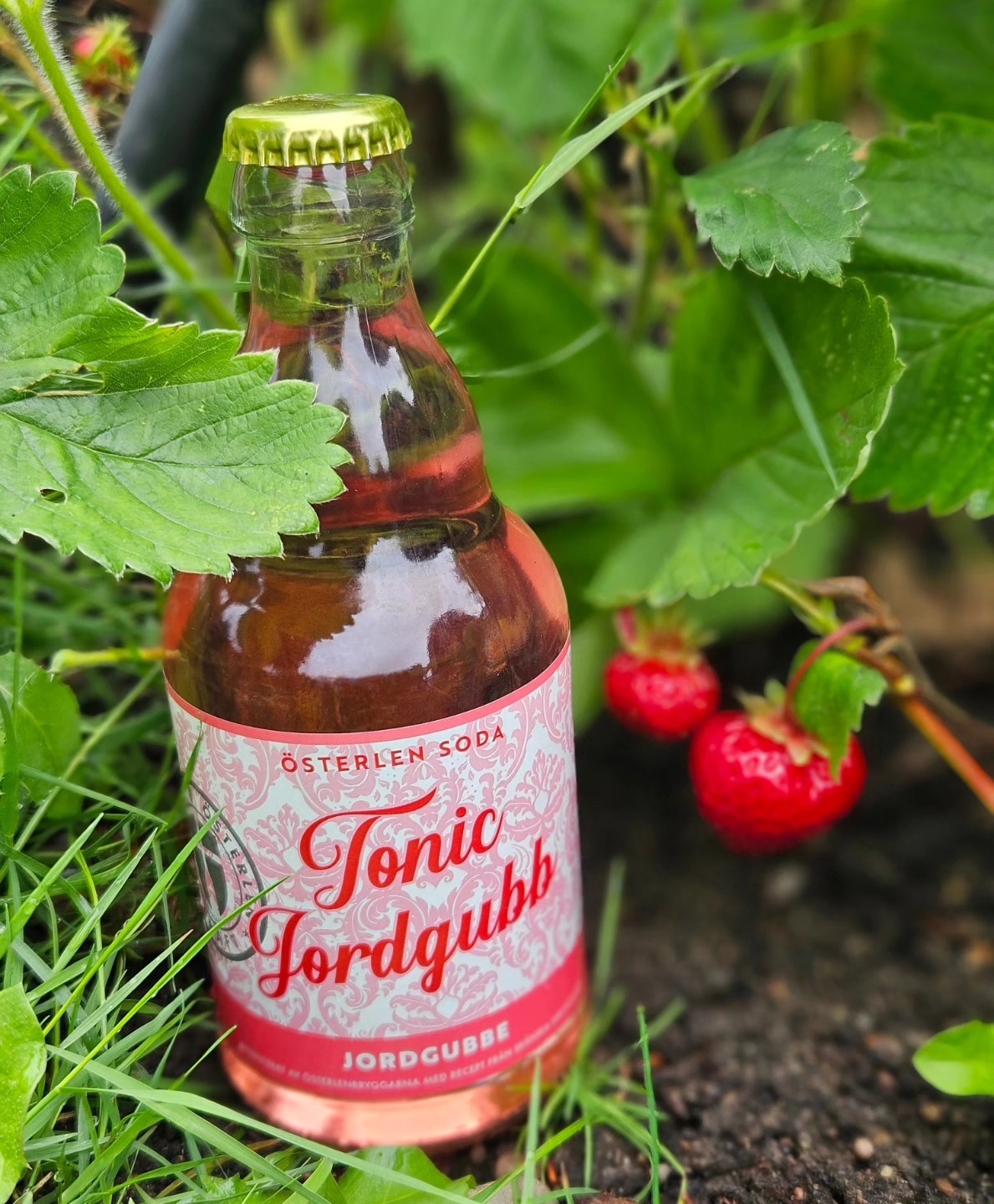 Österlen Tonic Jordgubb - 2