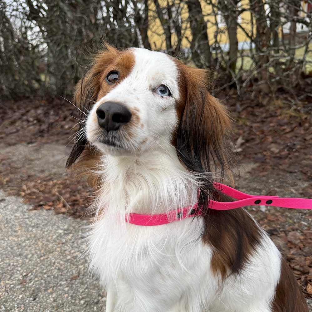 All-in-one leash - 12