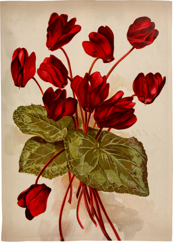 Vintage Collection Kökshandduk Amaryllis