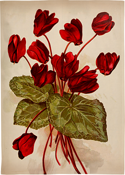 Vintage Collection Kökshandduk Amaryllis