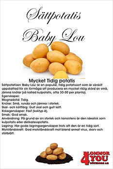 Sättpotatis Baby Lou   3 Kilo