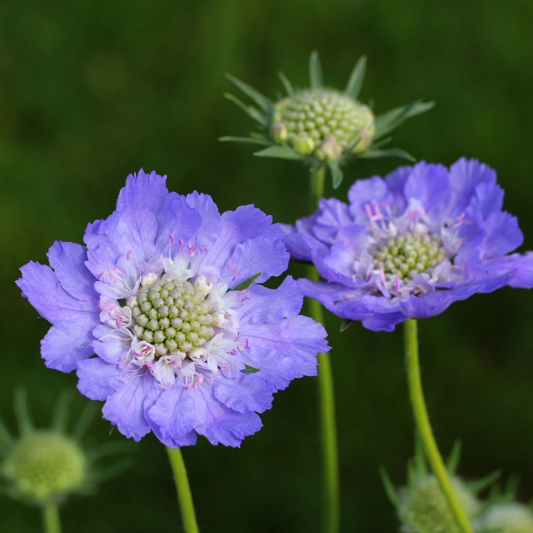 Höstvädd - Blue Perfection