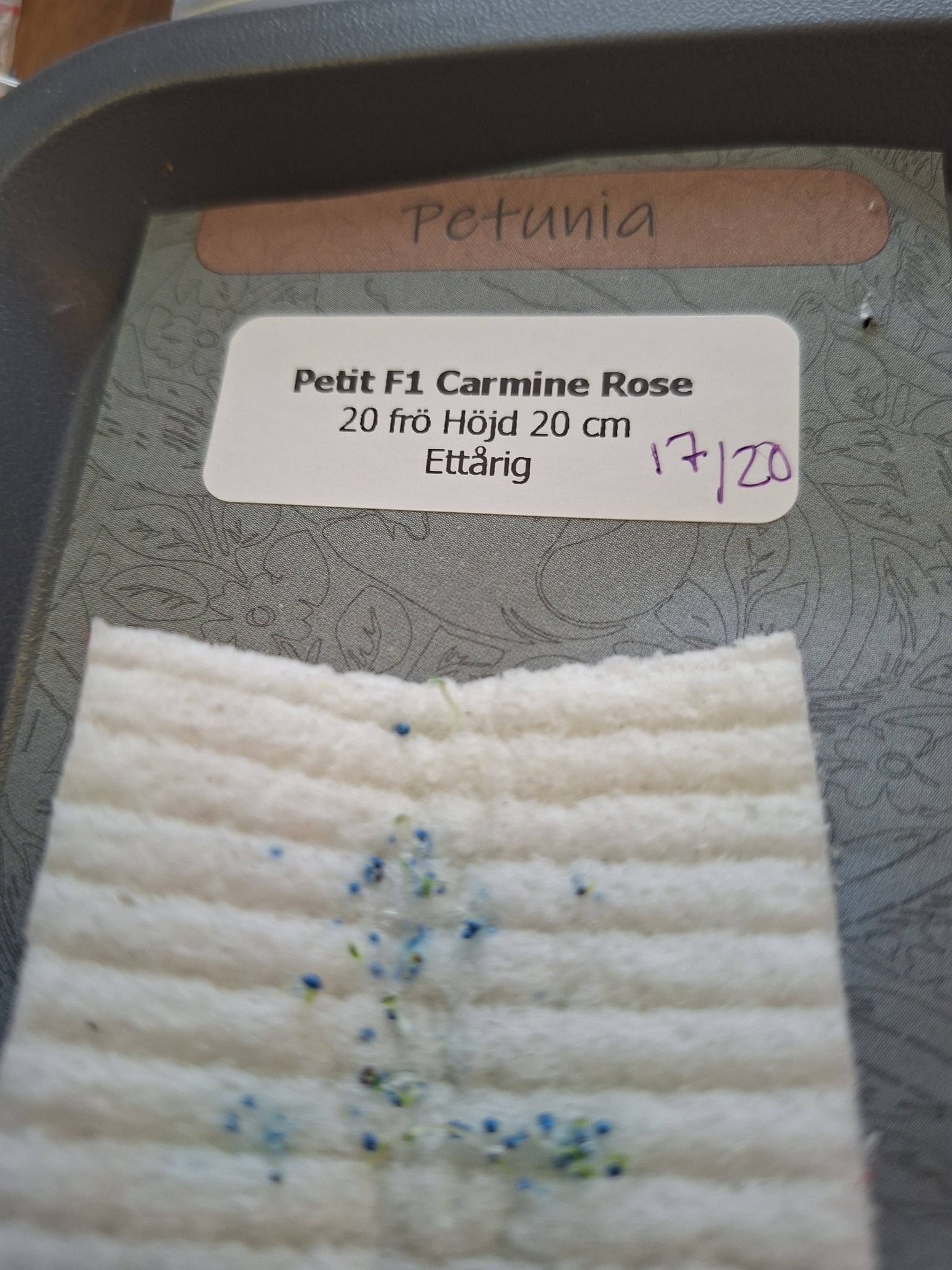 Petunia F1 Petit Carmine Rose   (mini)  20 frö (buskig) - 2