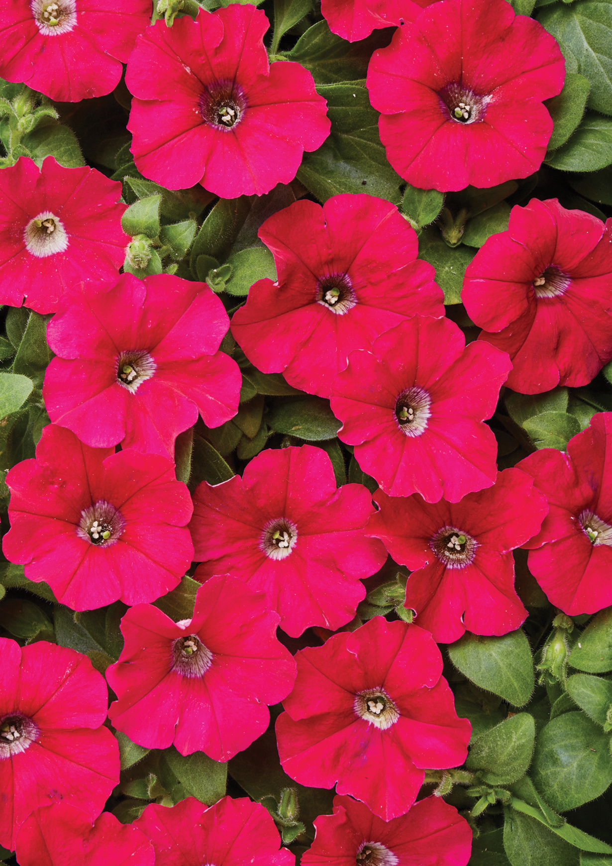 Petunia F1 Petit Carmine Rose   (mini)  20 frö (buskig)