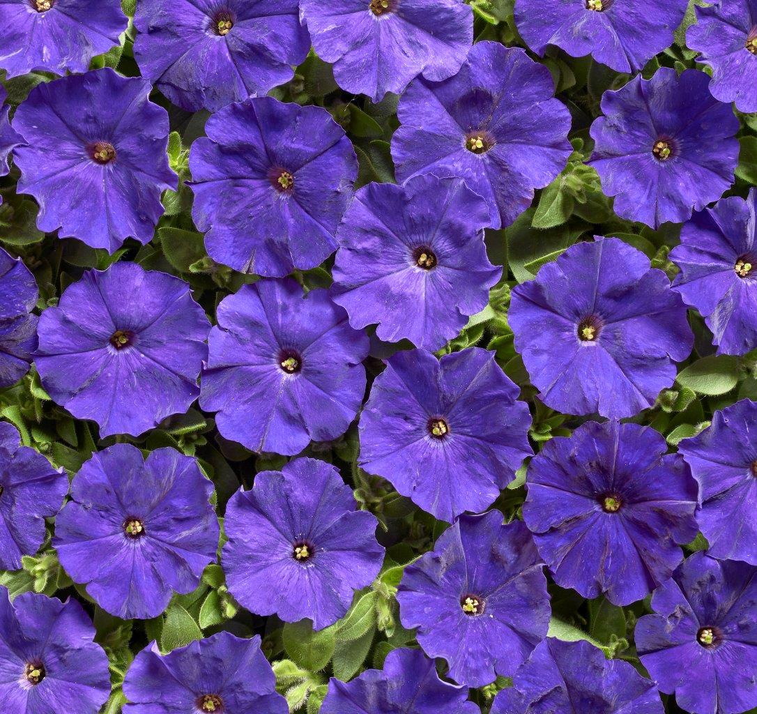 Petunia F1 Petit Blue   (mini)  20 frö (buskig)