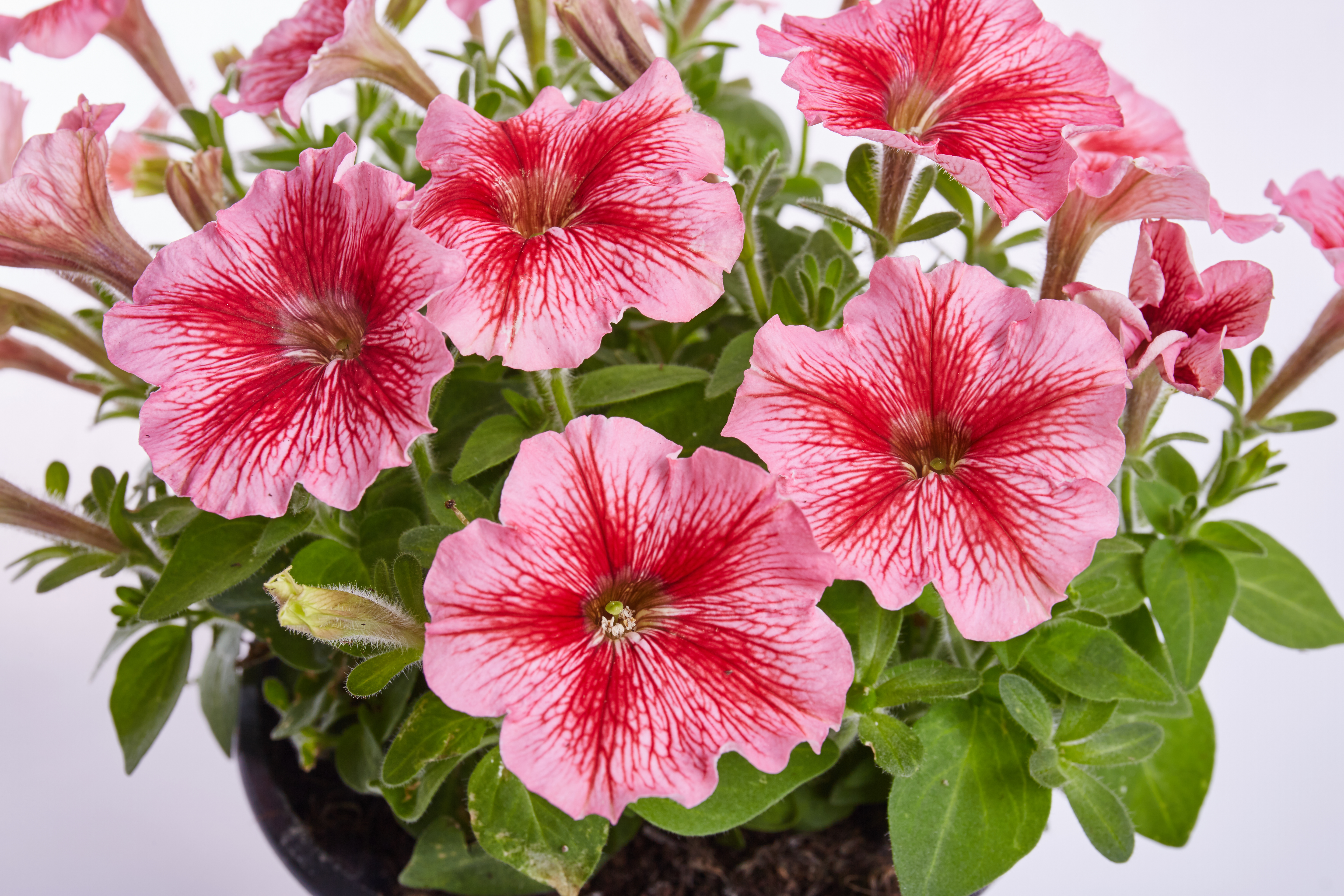 Petunia F1 Petit Red Vein   (mini)  20 frö (buskig)