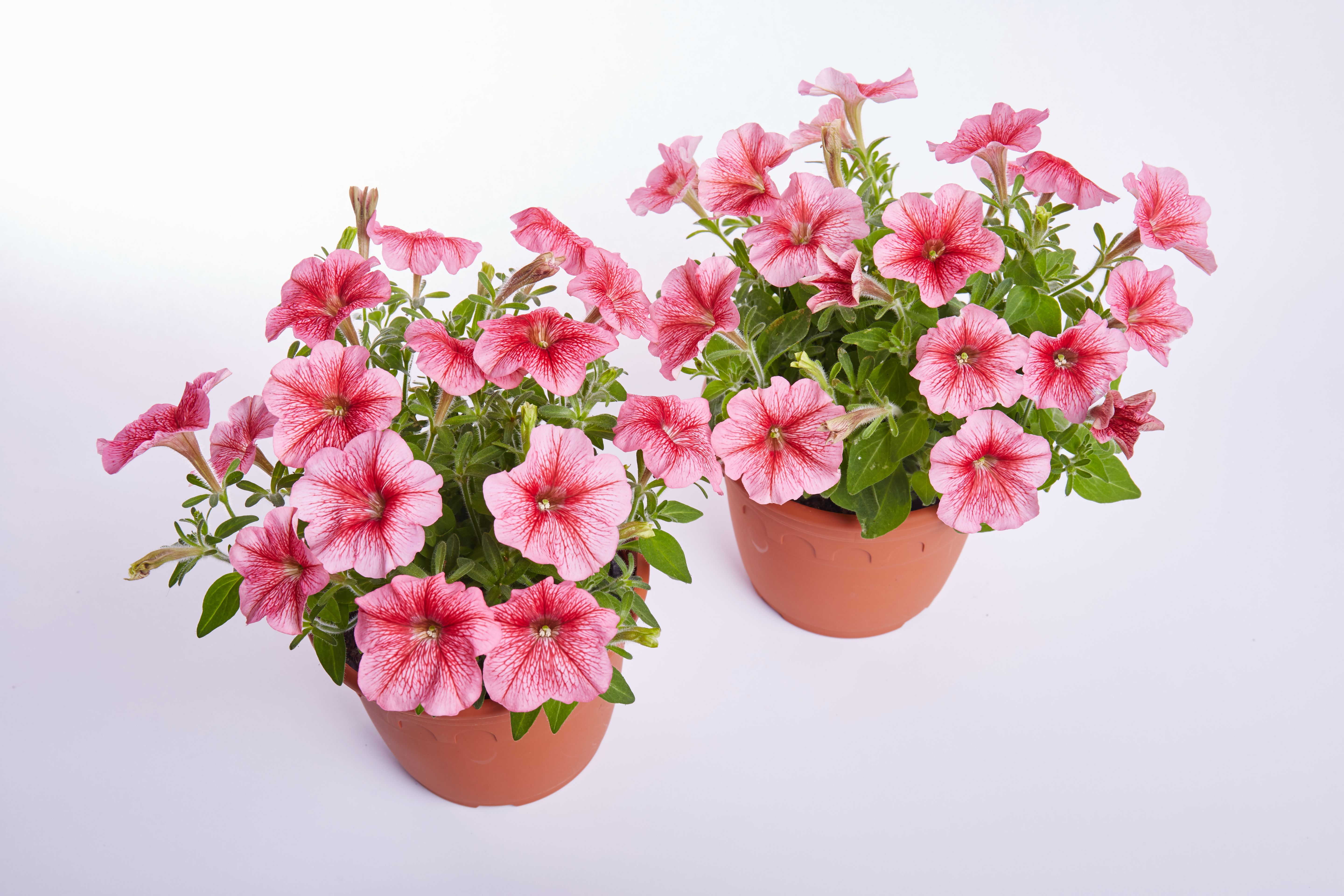 Petunia F1 Petit Red Vein   (mini)  20 frö (buskig) - 2