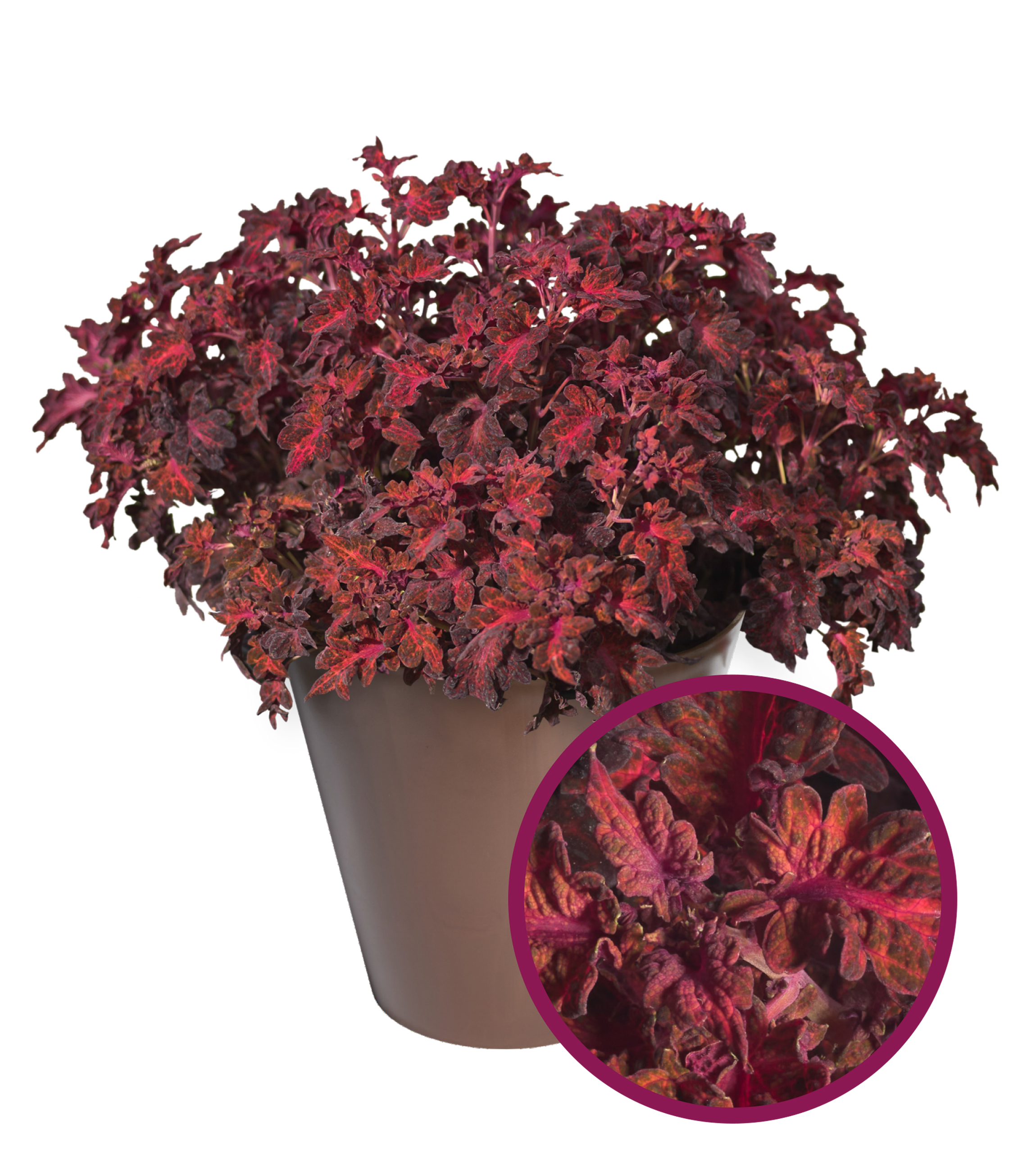 Palettblad "Colocha Red" 10 frön