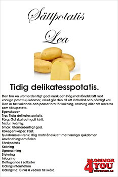 Sättpotatis Lea   Eko 1Kilo