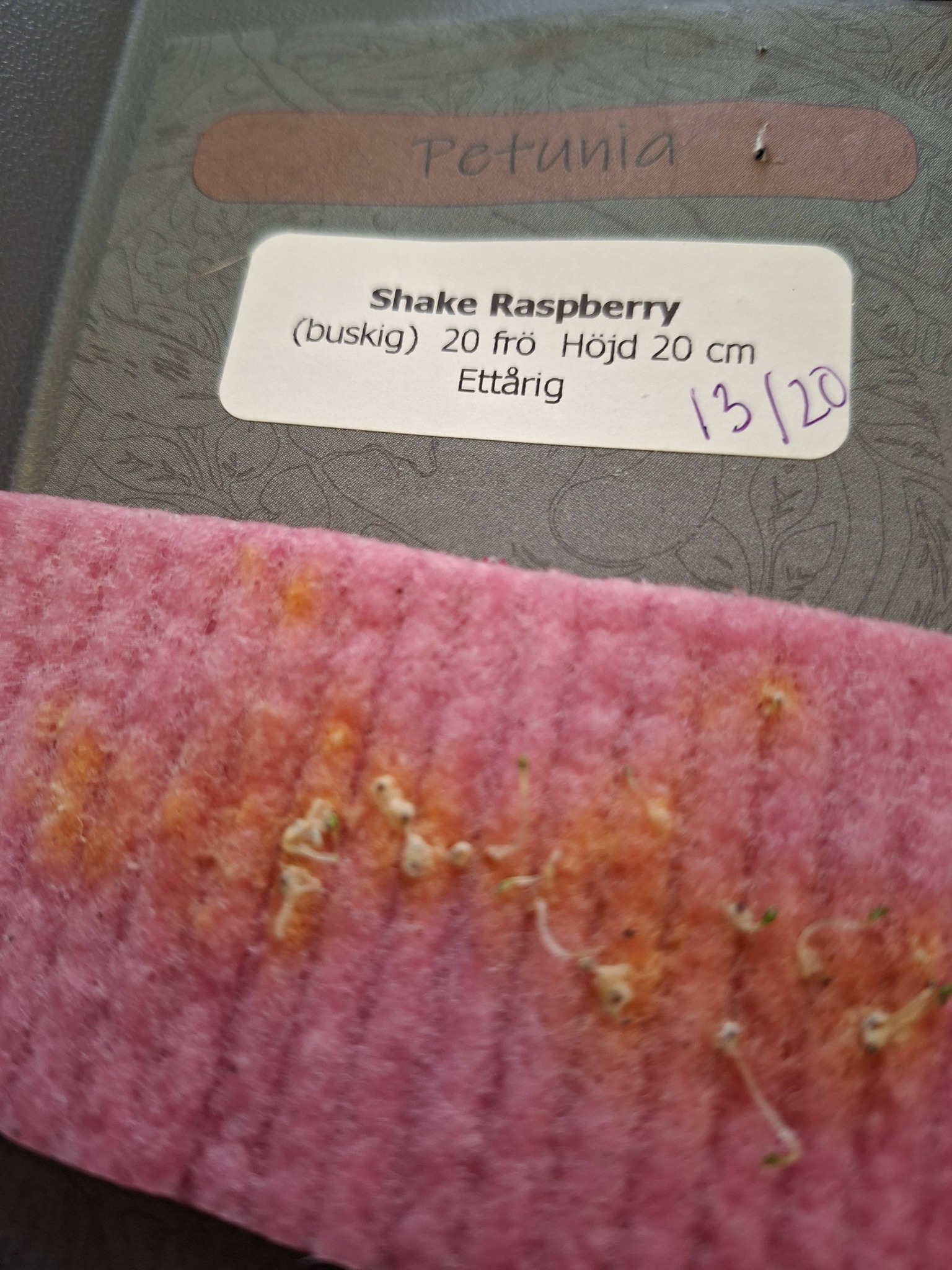 Petunia F1   Shake Raspberry 20  Pellets (buskig) - 3
