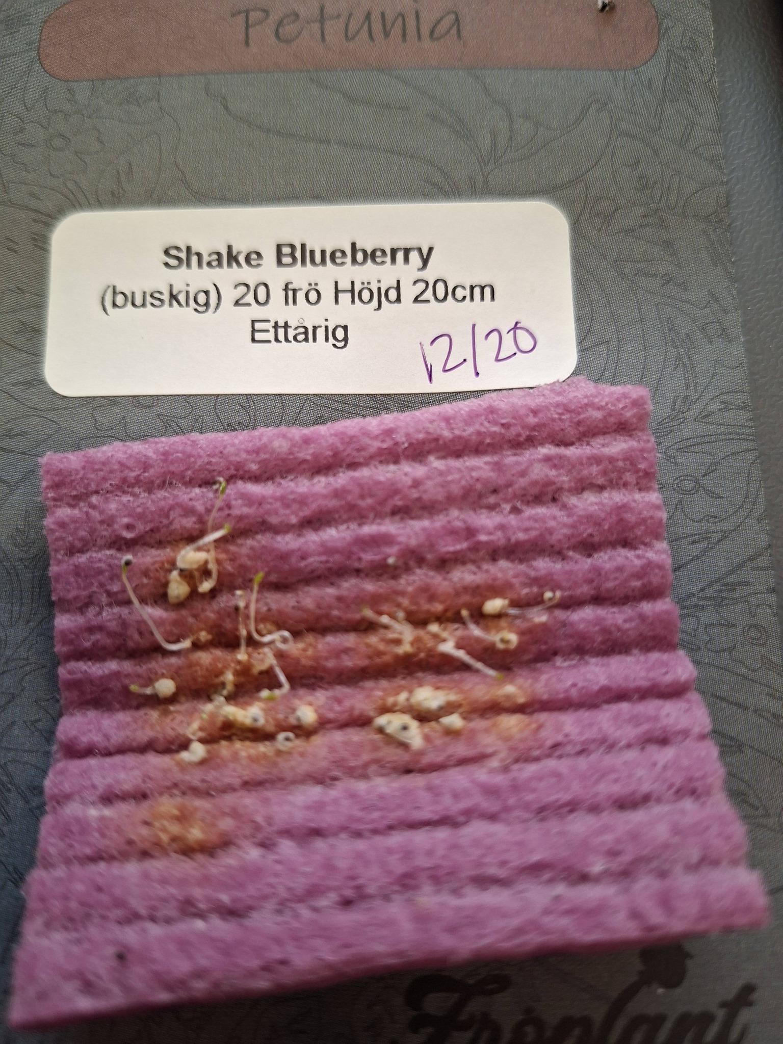 Petunia F1   Shake Blueberry 20  Pellets (buskig) - 2