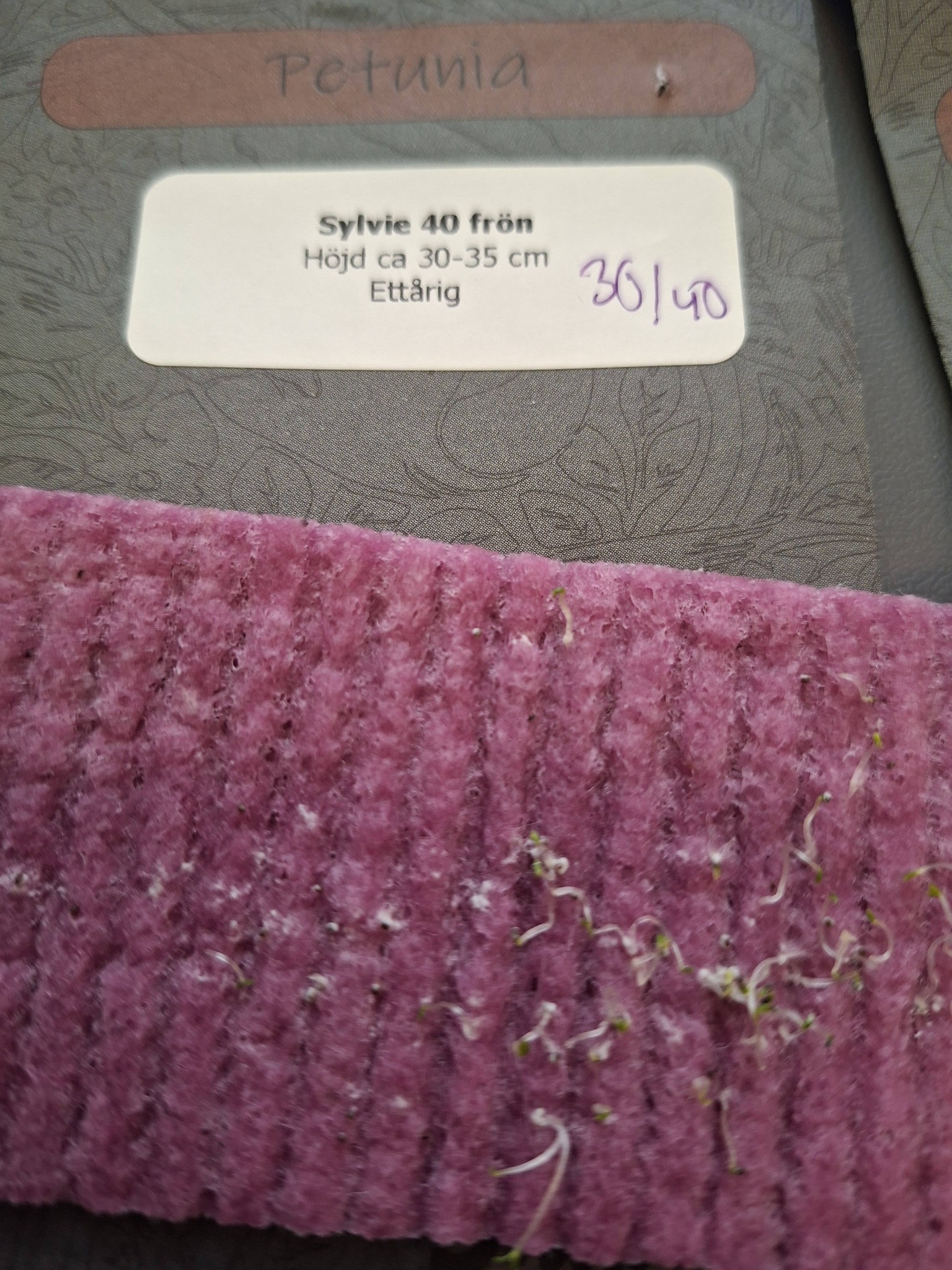 Petunia F1   Sylvie  40  Pellets,  (buskig) - 3
