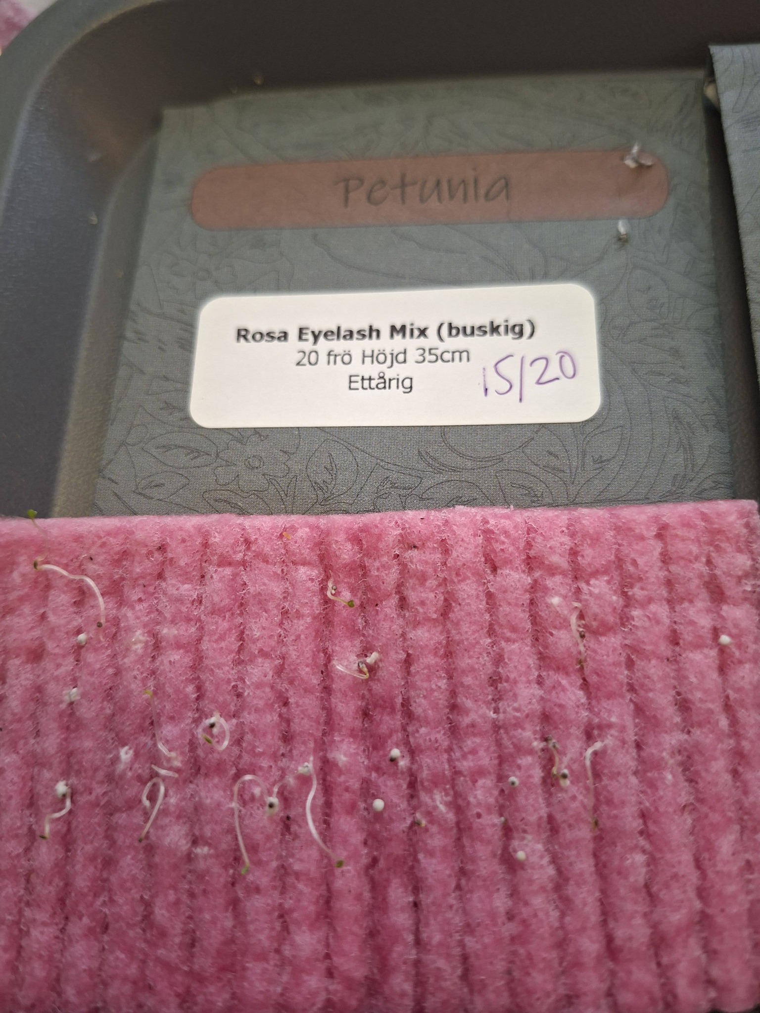 Petunia F1   Eyelash Mix  20 Pellets (buskig) - 2