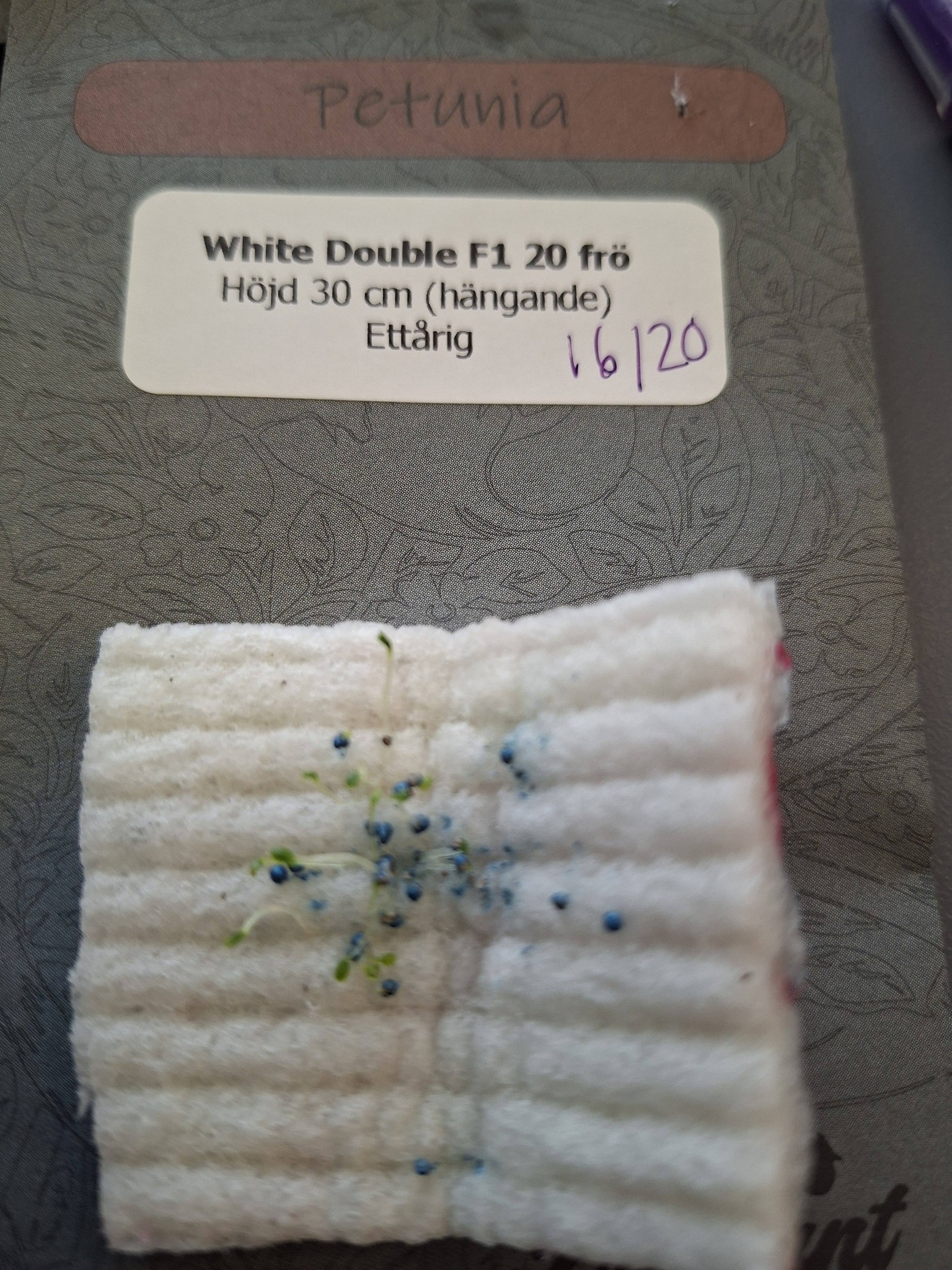 Petunia  dubbel "White double"  20 Pellets  (buskig) - 3