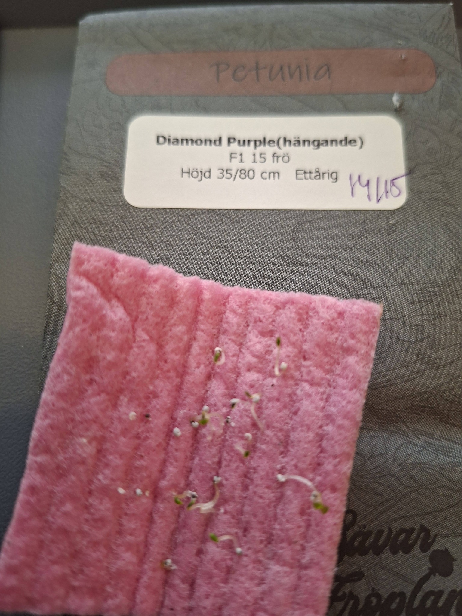 Petunia F1 Diamond Purple 15 Pellets (hängande) - 3