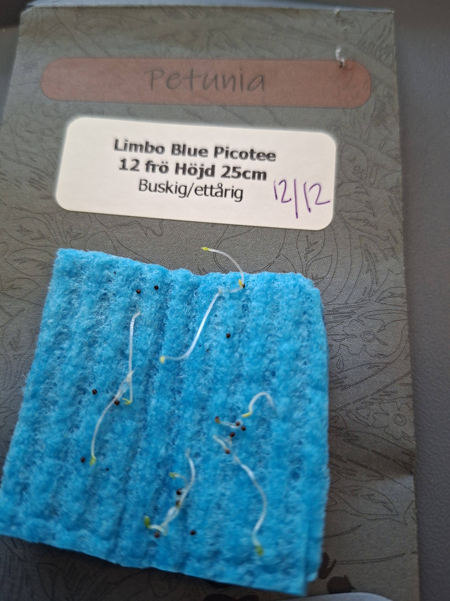 Petunia F1  Limbo Blue Picotee  F1  12 frö (buskig) - 2