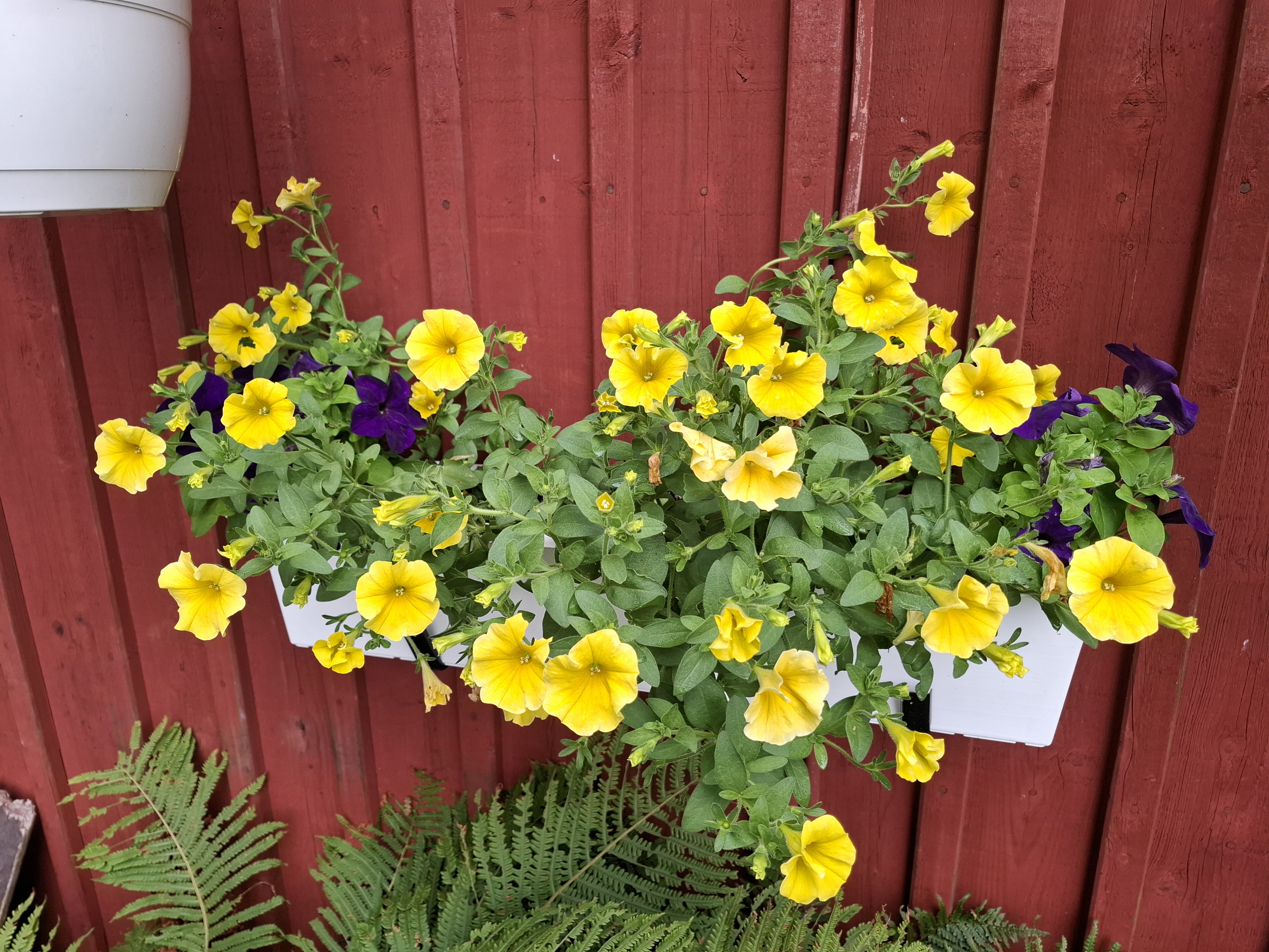 Petunia F1 Million Bells Petchoa  " Caliburst Yellow" 5 pellets (Halvhängande) - 5