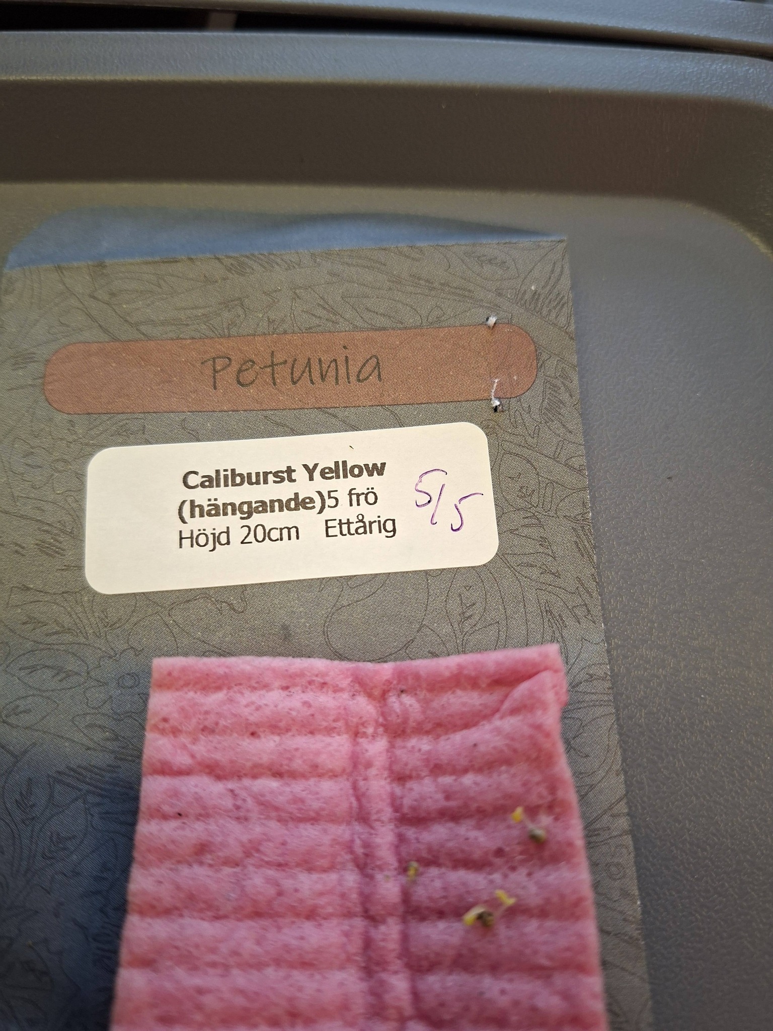 Petunia F1 Million Bells Petchoa  " Caliburst Yellow" 5 pellets (Halvhängande) - 6