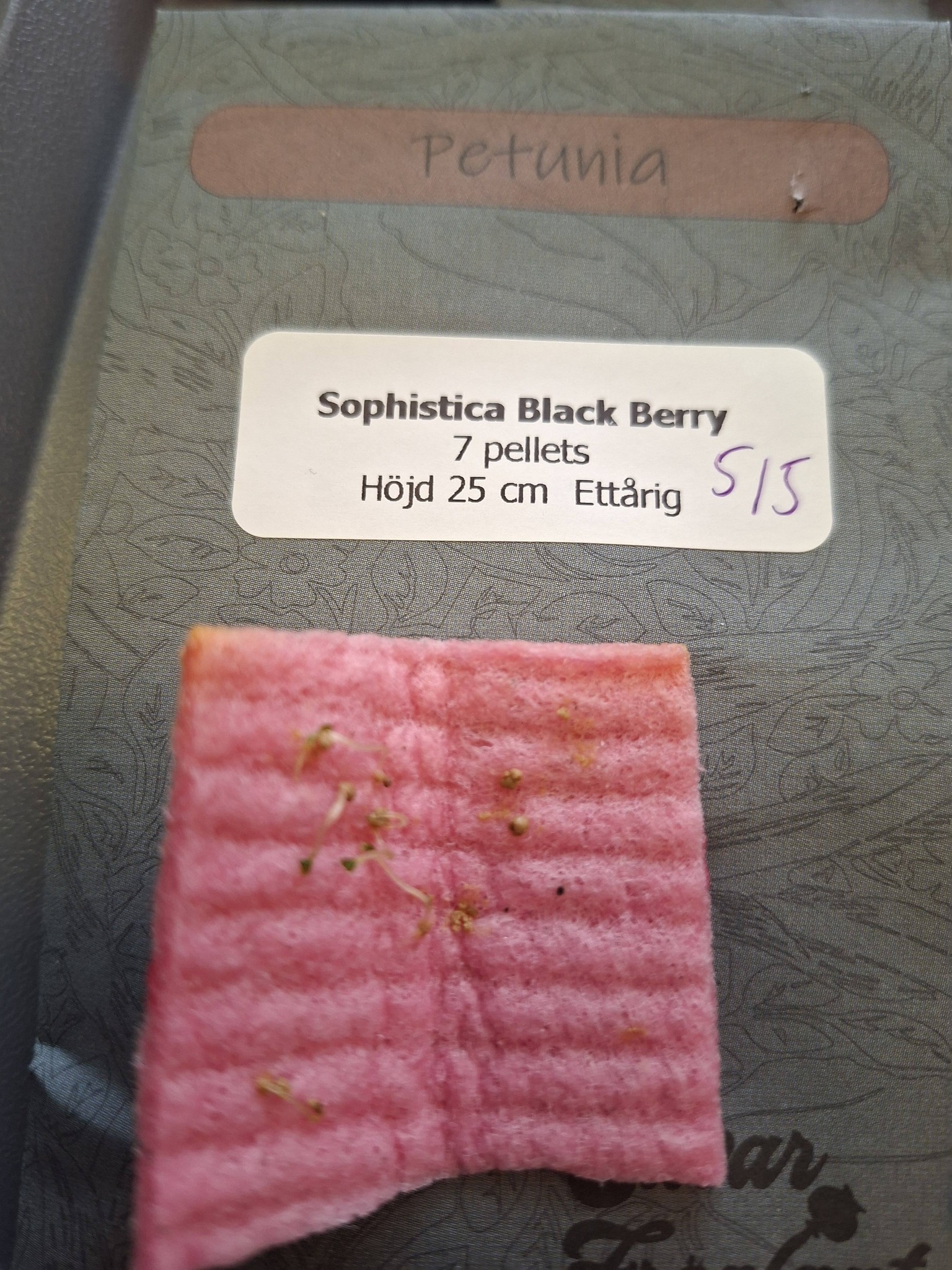Petunia F1  Sophistica Black Berry  7 frön,(buskig och storvuxen) - 2