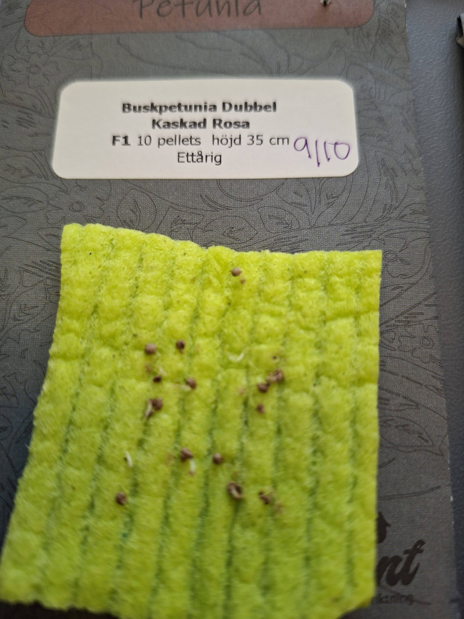 Petunia  F1 dubbel kaskad rosa F1 10 frö (buskig) - 2