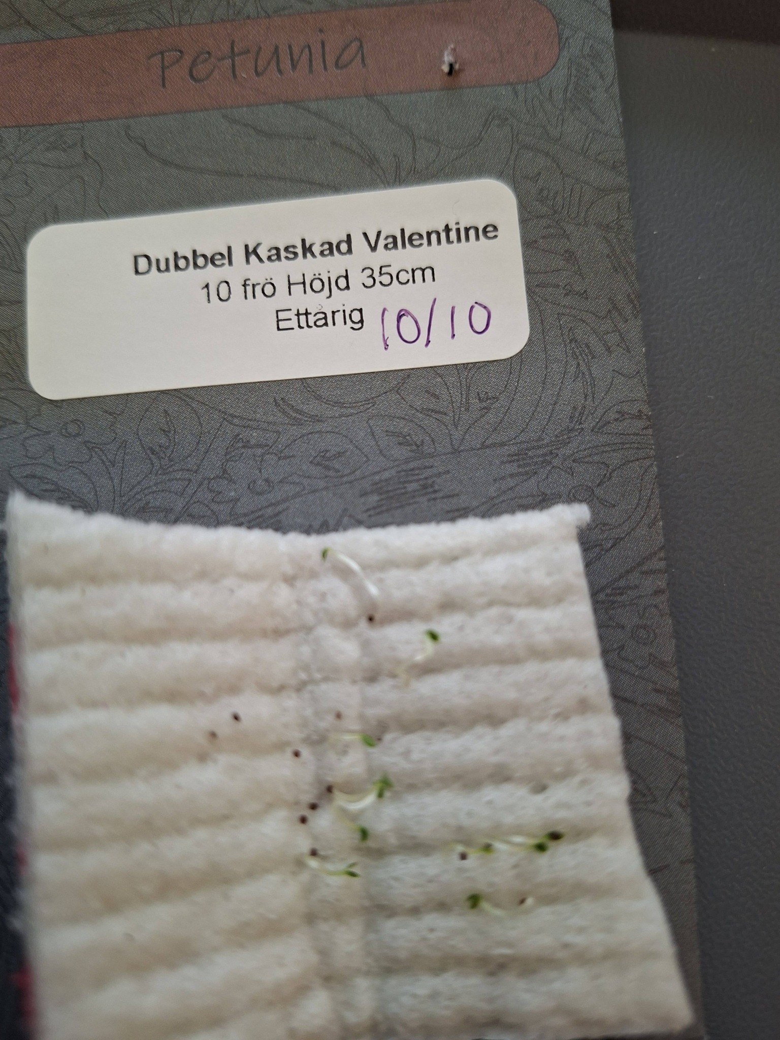 Petunia F1  Dubbel /Kaskad Valentine 10 frön - 2