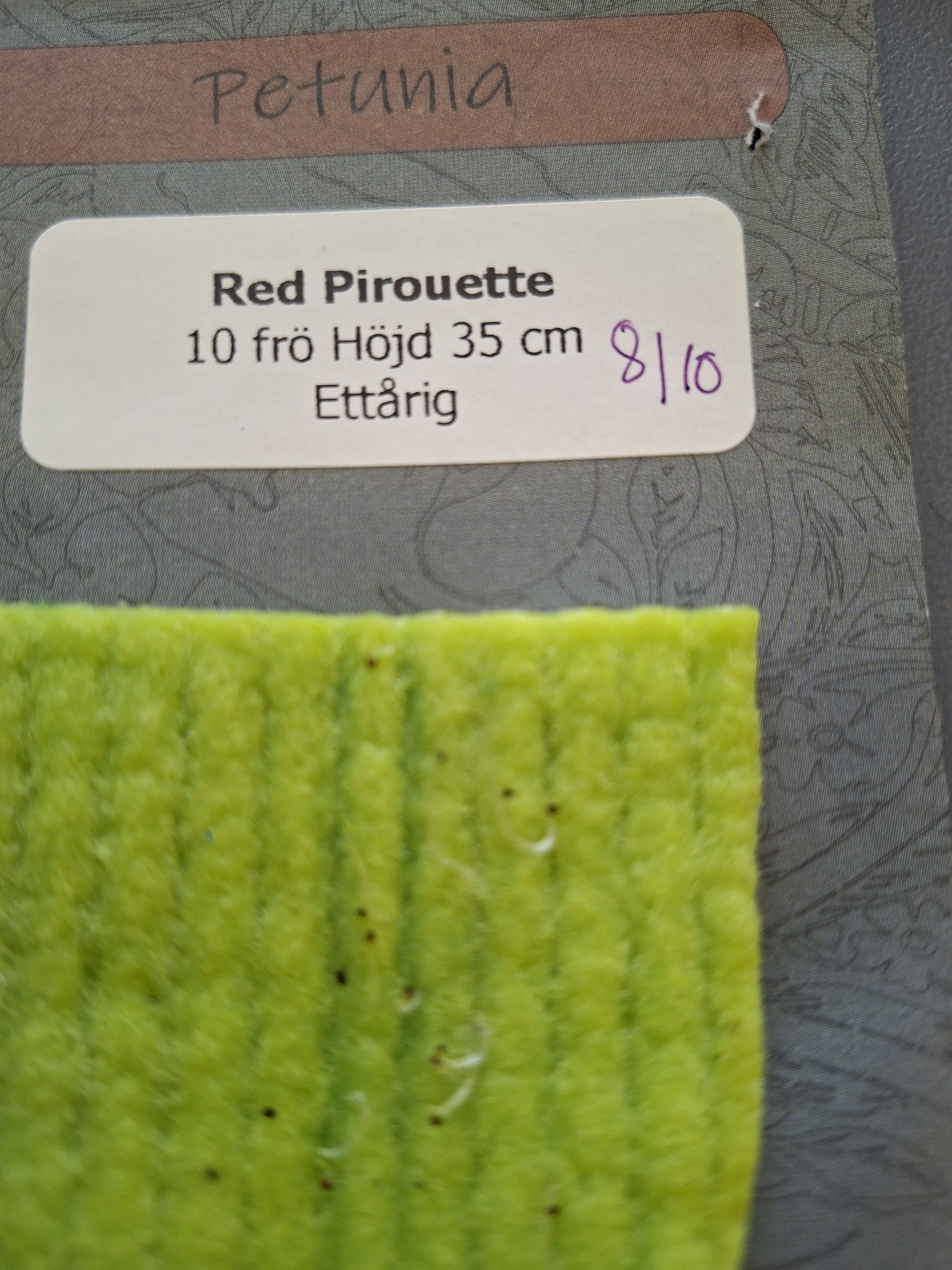 Petunia F1 dubbel  Red Pirouette 10 frö (buskig) - 3