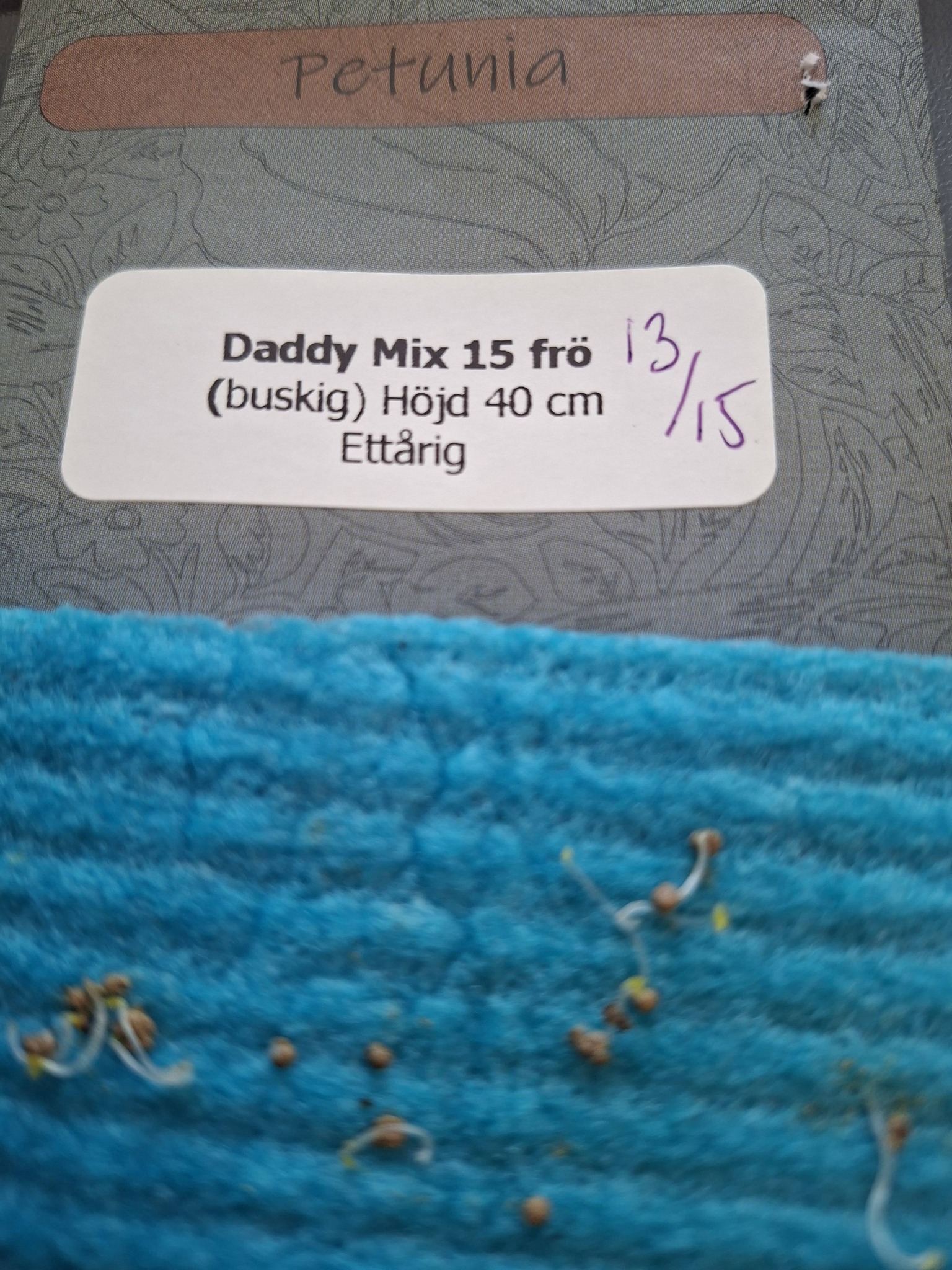 Petunia F1 Daddy Mix 15 frö (buskig) - 3
