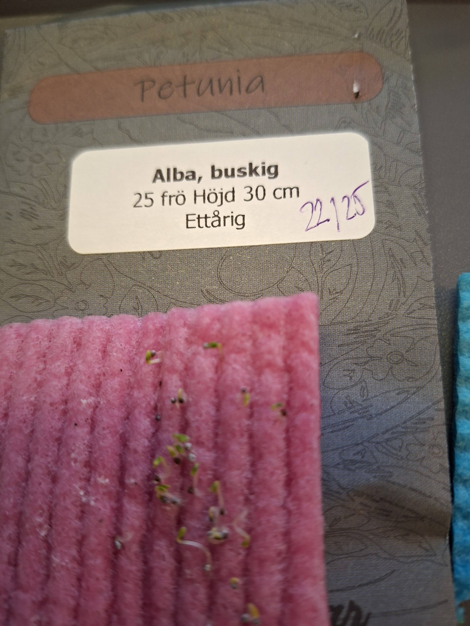 Petunia F1  Alba 25 frö  (buskig) - 2