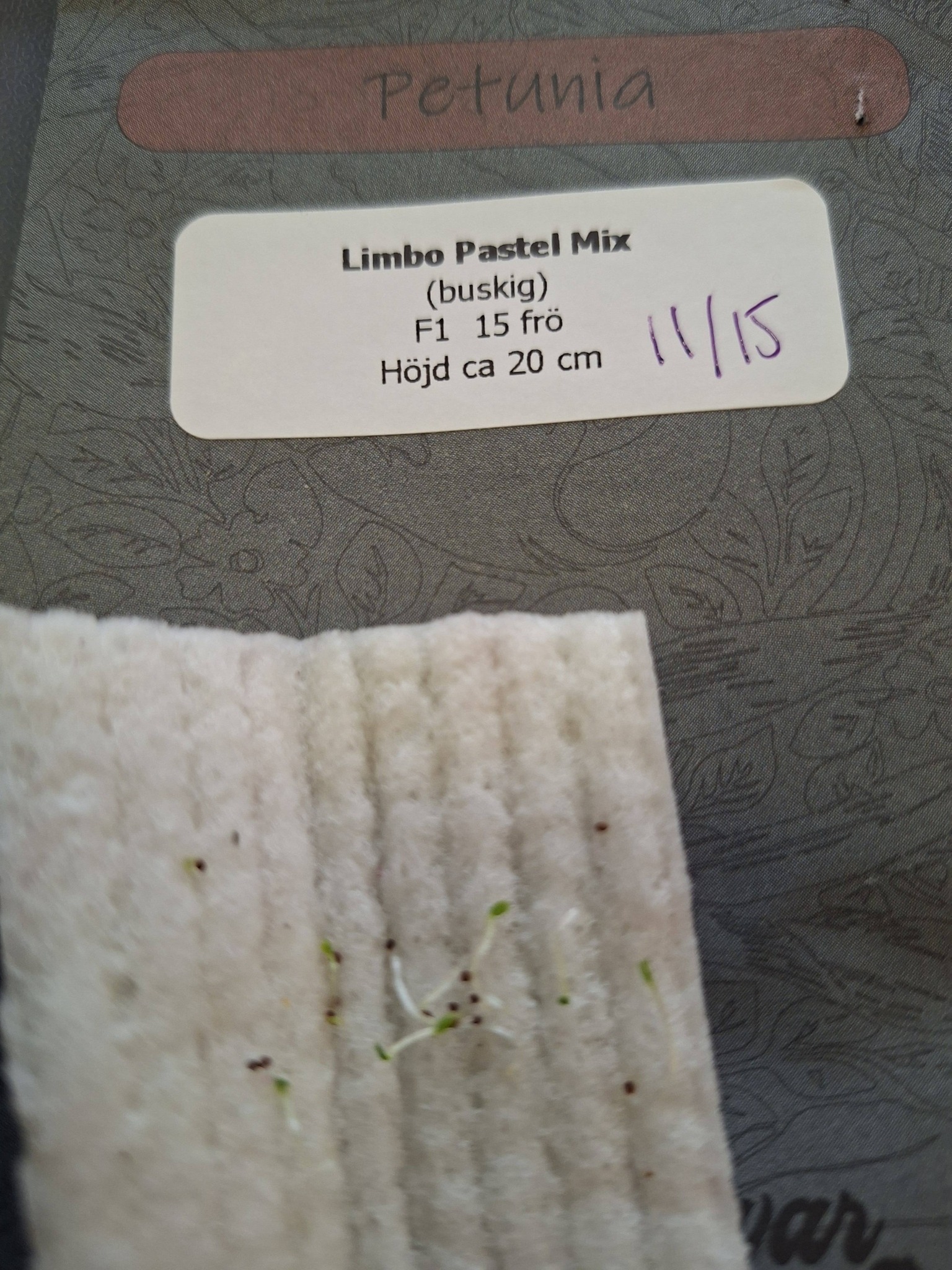 Petunia F1  Limbo Pastel Mix  15 frö (buskig) inkommande - 2