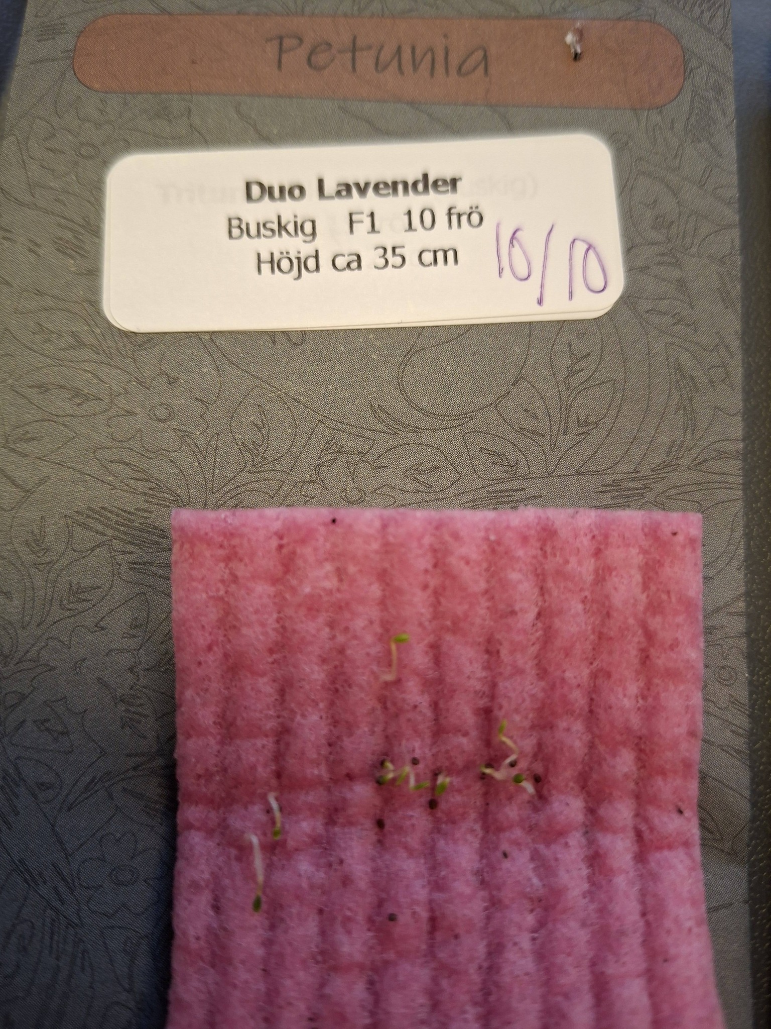 Petunia F1 " dubbel kaskad  Duo Lavender" 10 frön (buskig),inkommande - 2