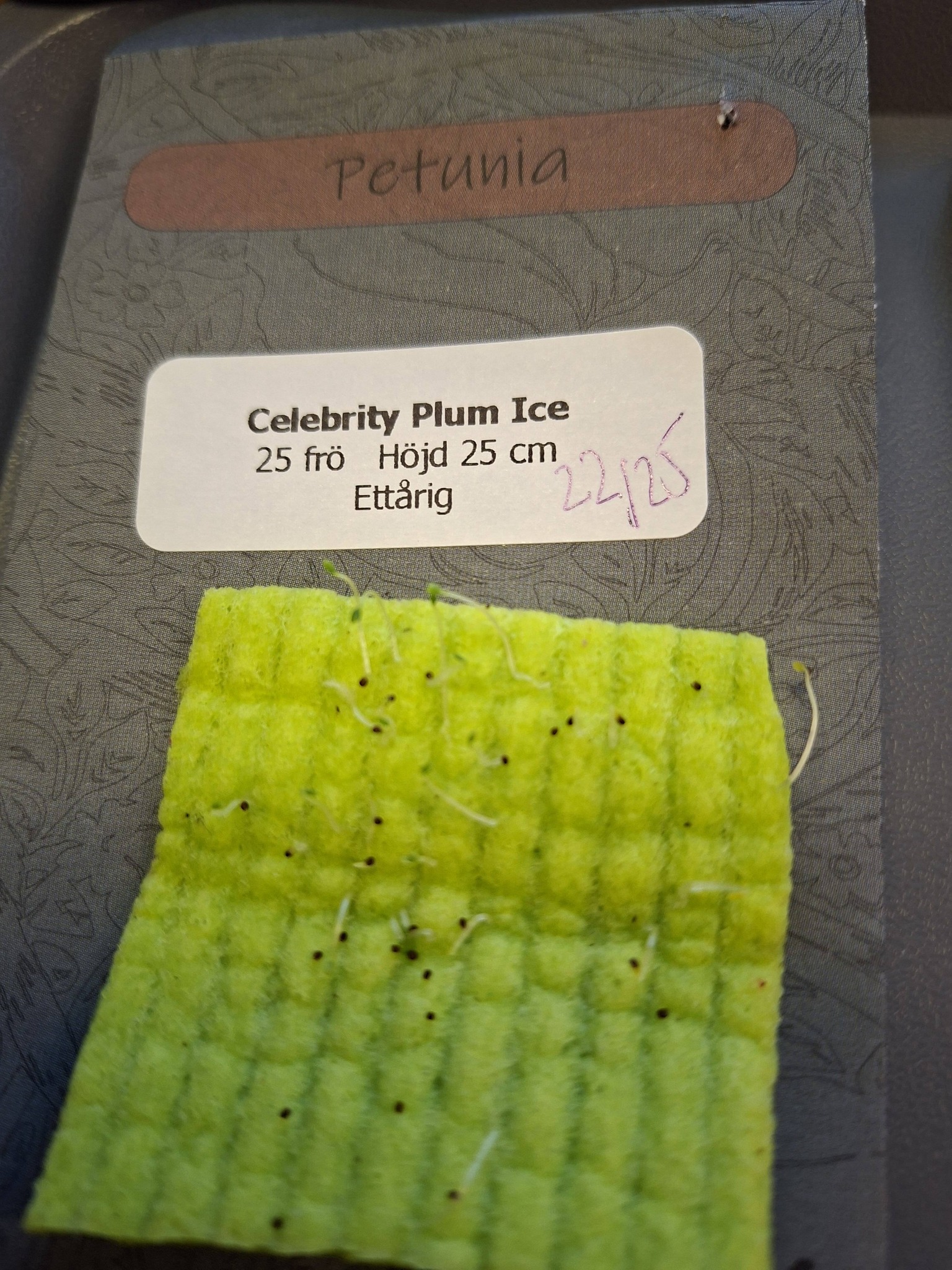 Petunia F1 Celebrity Plum Ice   ca 25  frö (buskig - 3