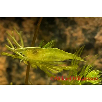 Grön räka , grön dvärgräka (Caridina cf. babaulti, var. green)