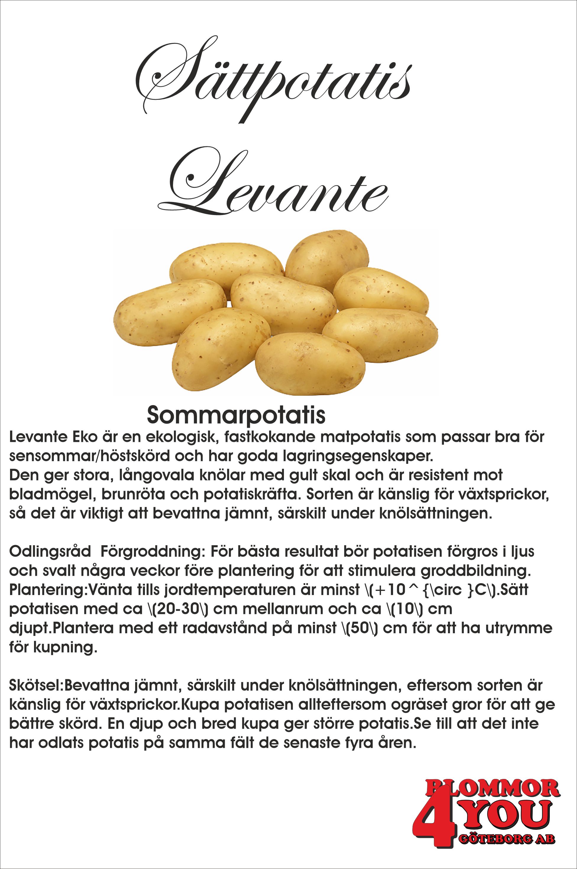 Sättpotatis Levante  Eko 0,5 Kilo