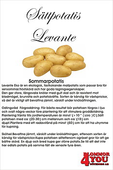 Sättpotatis Levante  Eko 0,5 Kilo