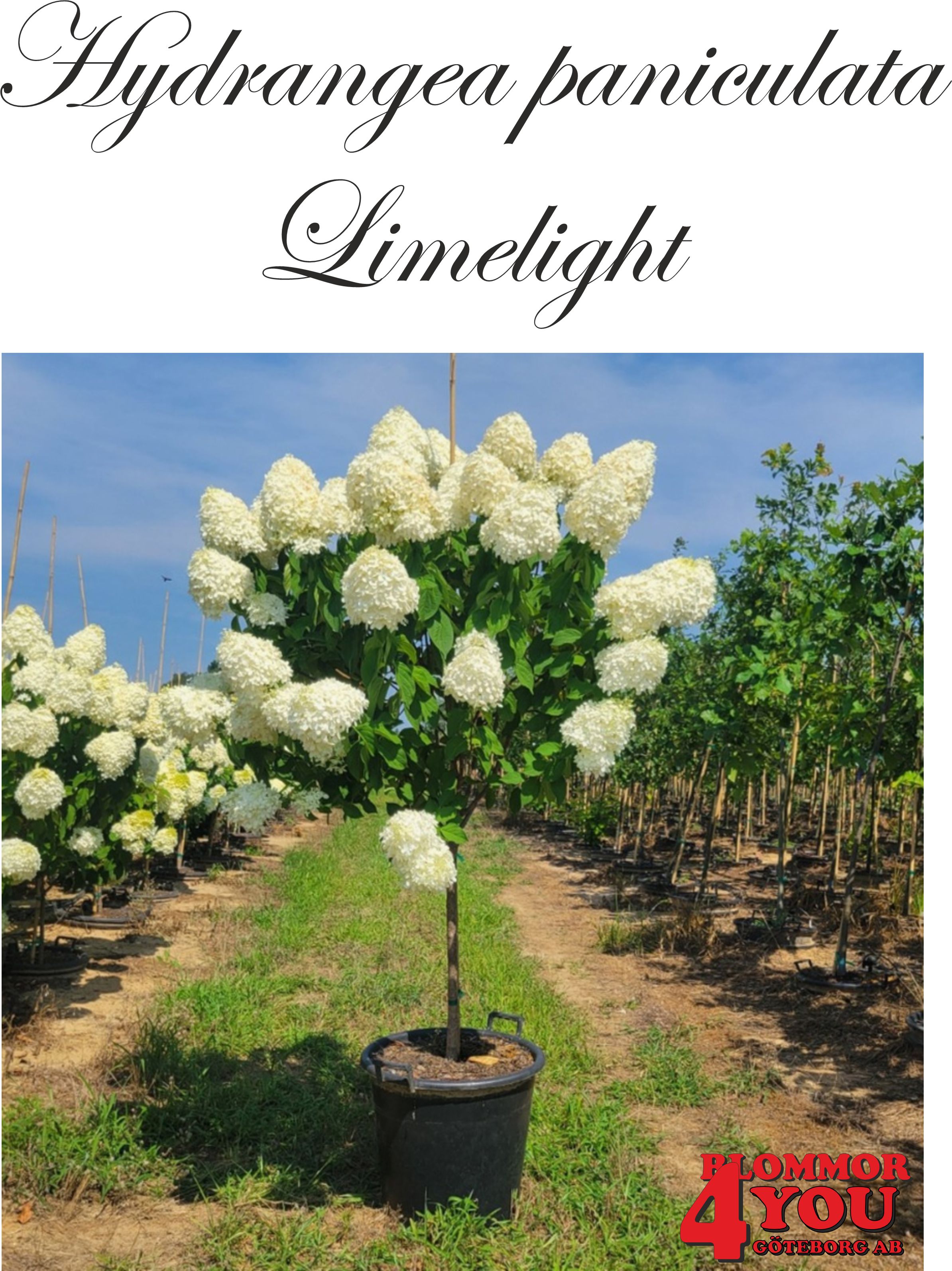 Hydrangea paniculata Limelight* Sh 90-110 Co - Blommor 4 You Gbg AB