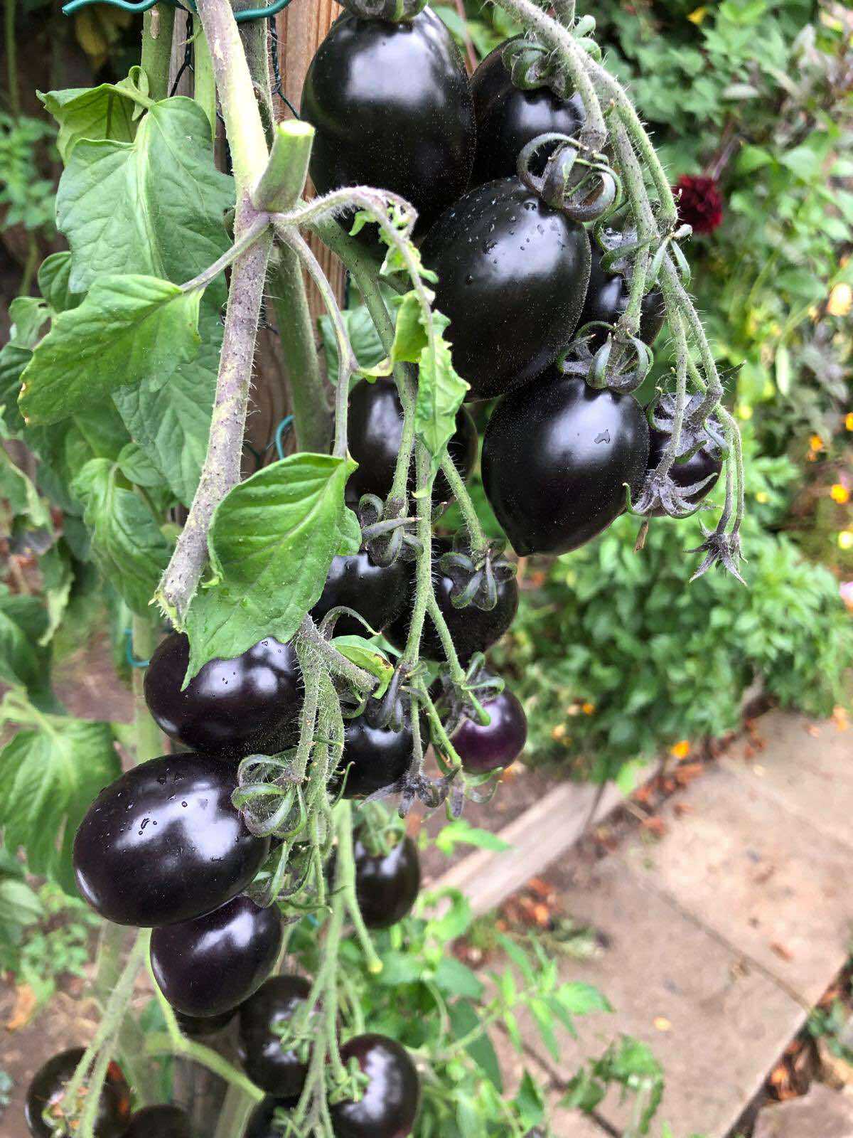 Tomatmannens Tomat Blue Marzano  5  frö  Nyhet 2026! - 3