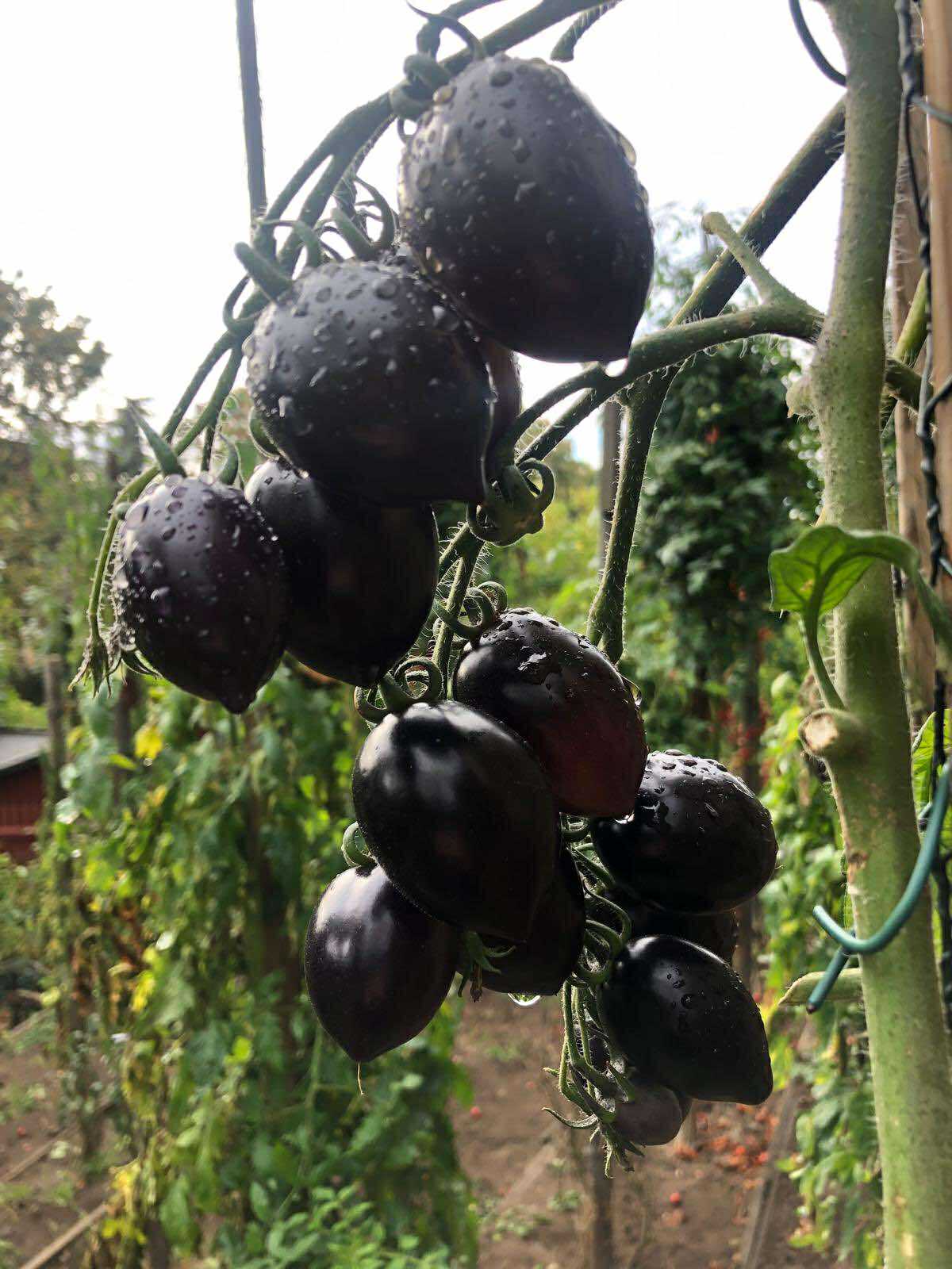 Tomatmannens Tomat Blue Marzano  5  frö  Nyhet 2026!