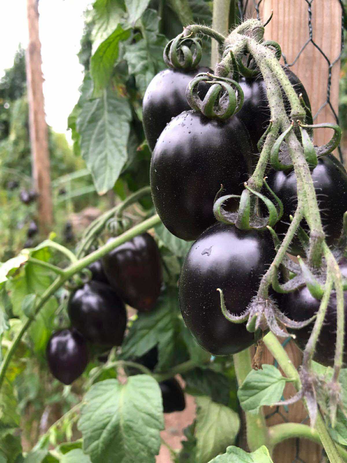Tomatmannens Tomat Blue Marzano  5  frö  Nyhet 2026! - 2