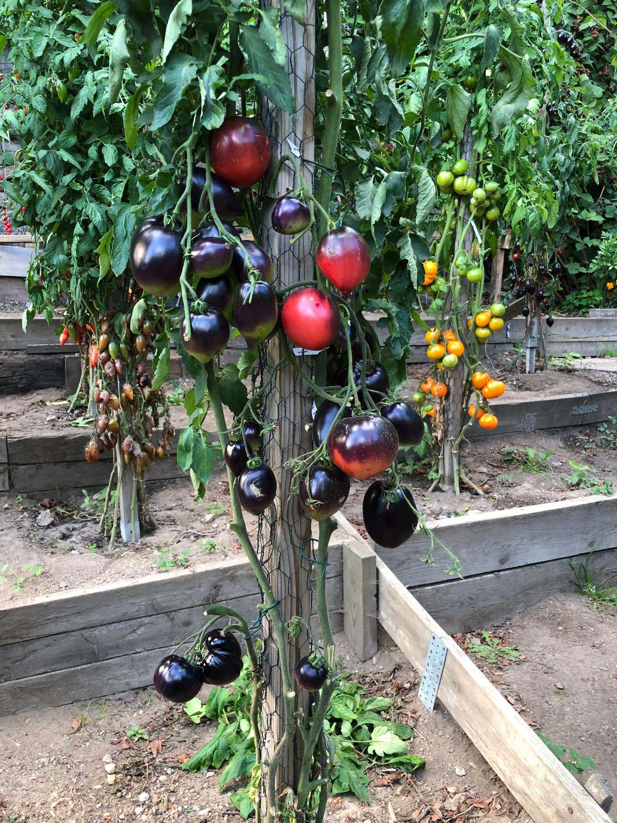 Tomatmannens Tomat Pascal De Picardie  5  frö  Nyhet 2026!