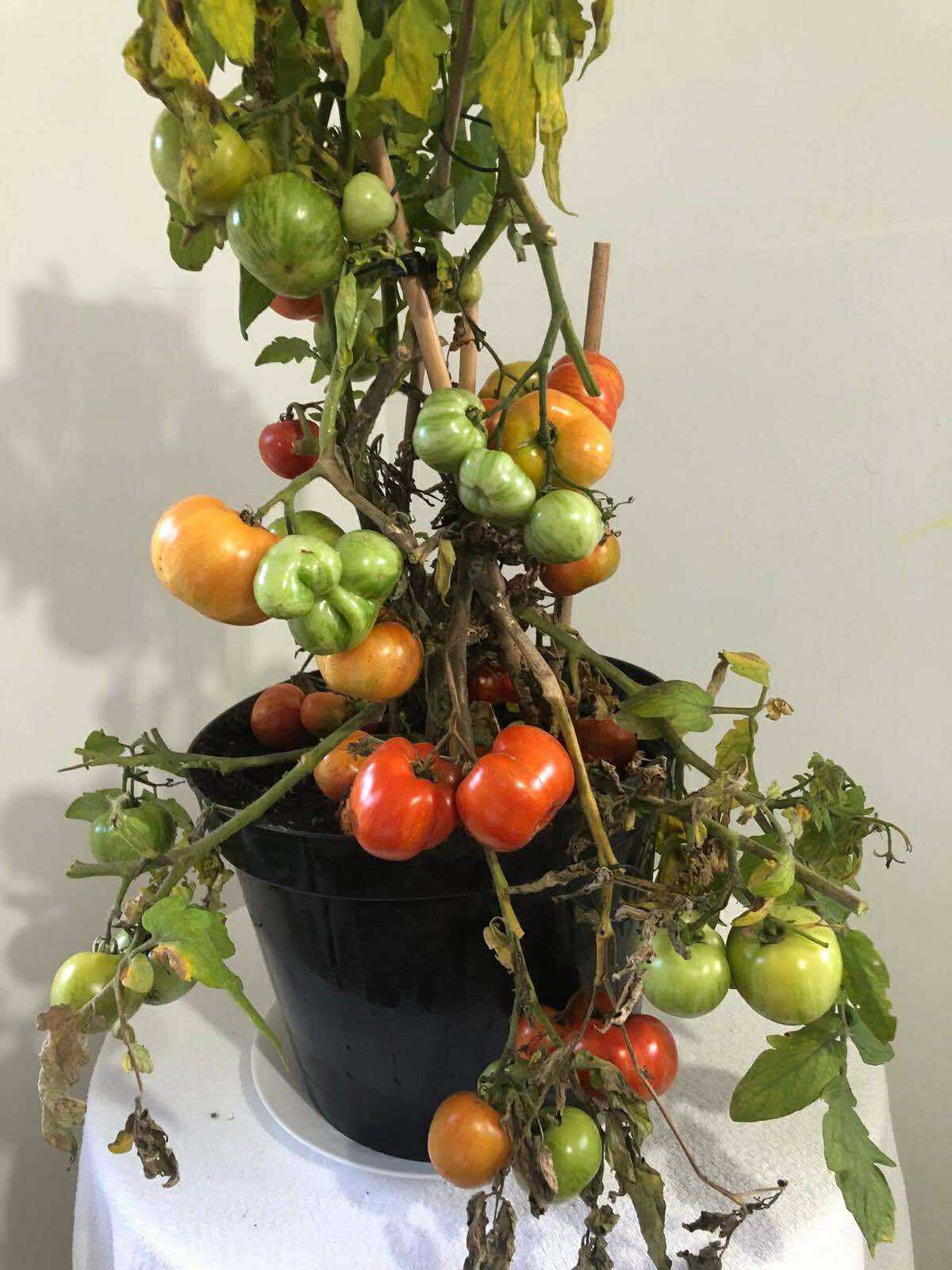 Tomatmannens Tomat Pixi Striped  5  frö  Nyhet 2026!