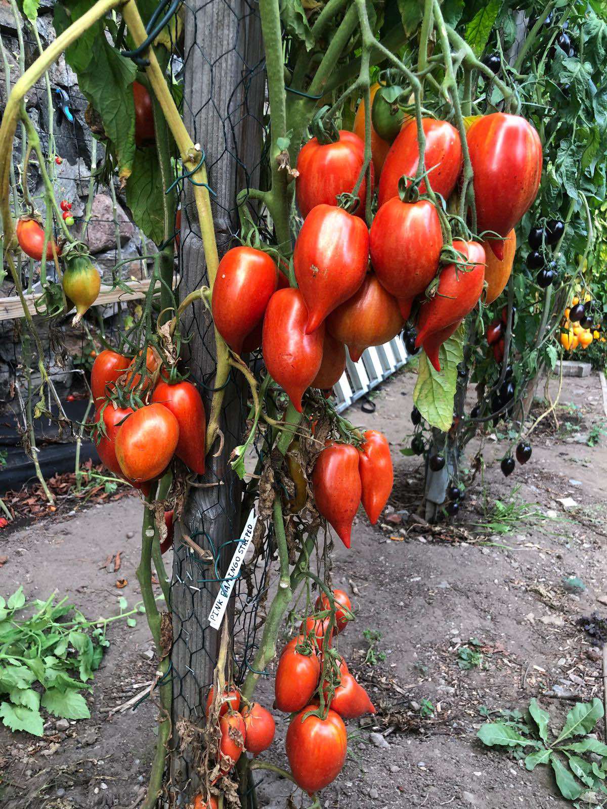 Tomatmannens Tomat Pink Flamingo Striped  5  frö  Nyhet 2026!