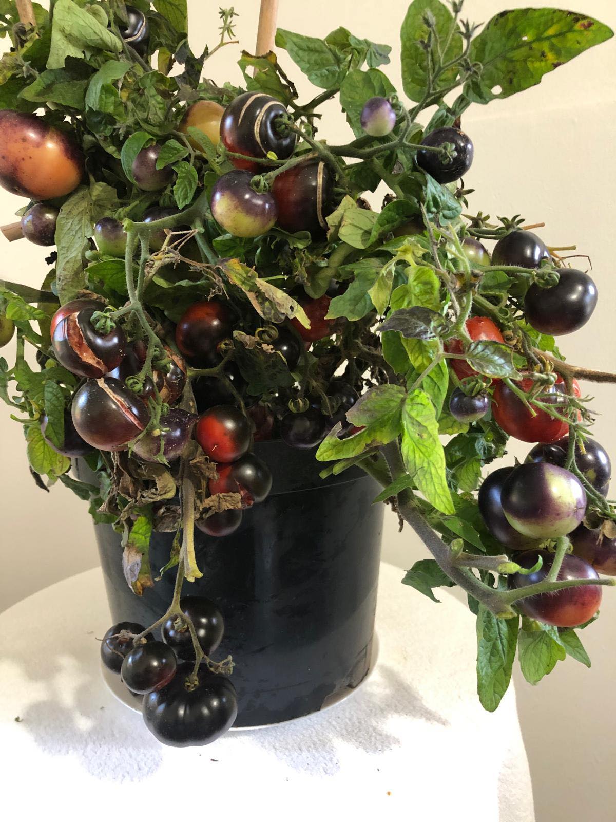 Tomatmannens Tomat Vorony Glaz  5  frö  Nyhet 2026!