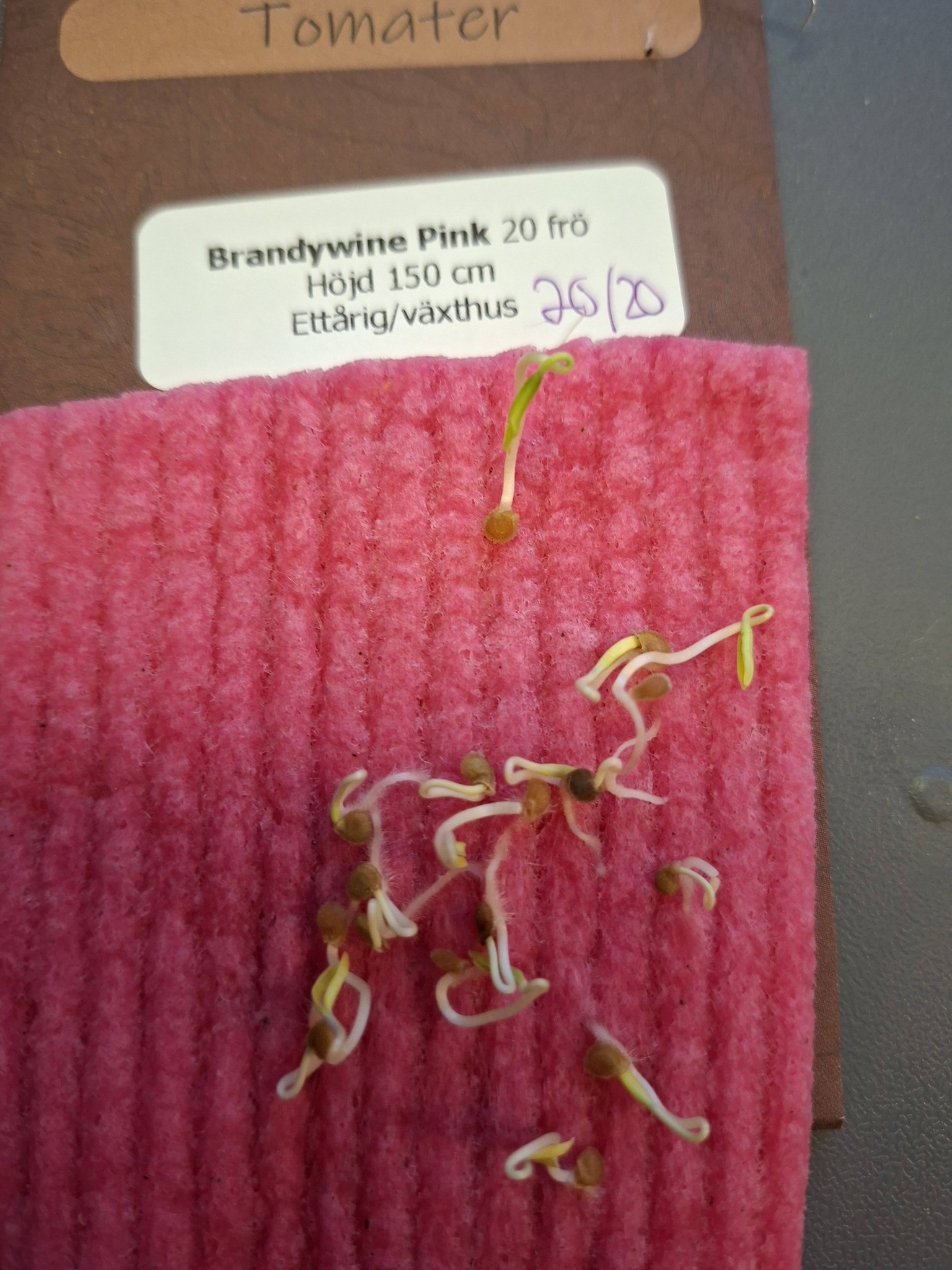 Tomat Brandywine Pink 20 frön - 3
