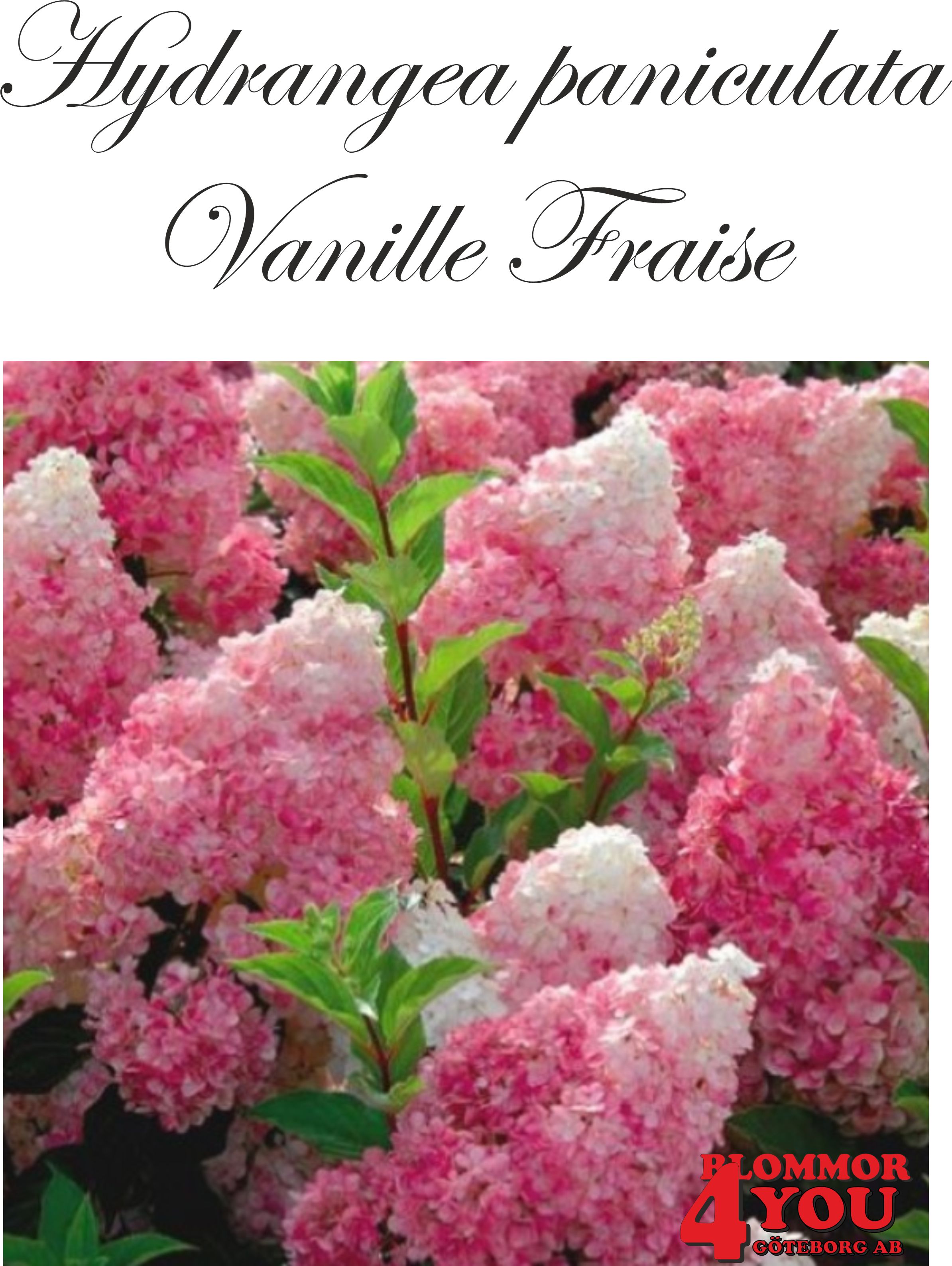 Hydrangea pan. Vanilla Fraise (Renhy*) Sh 90-110 Co - 2