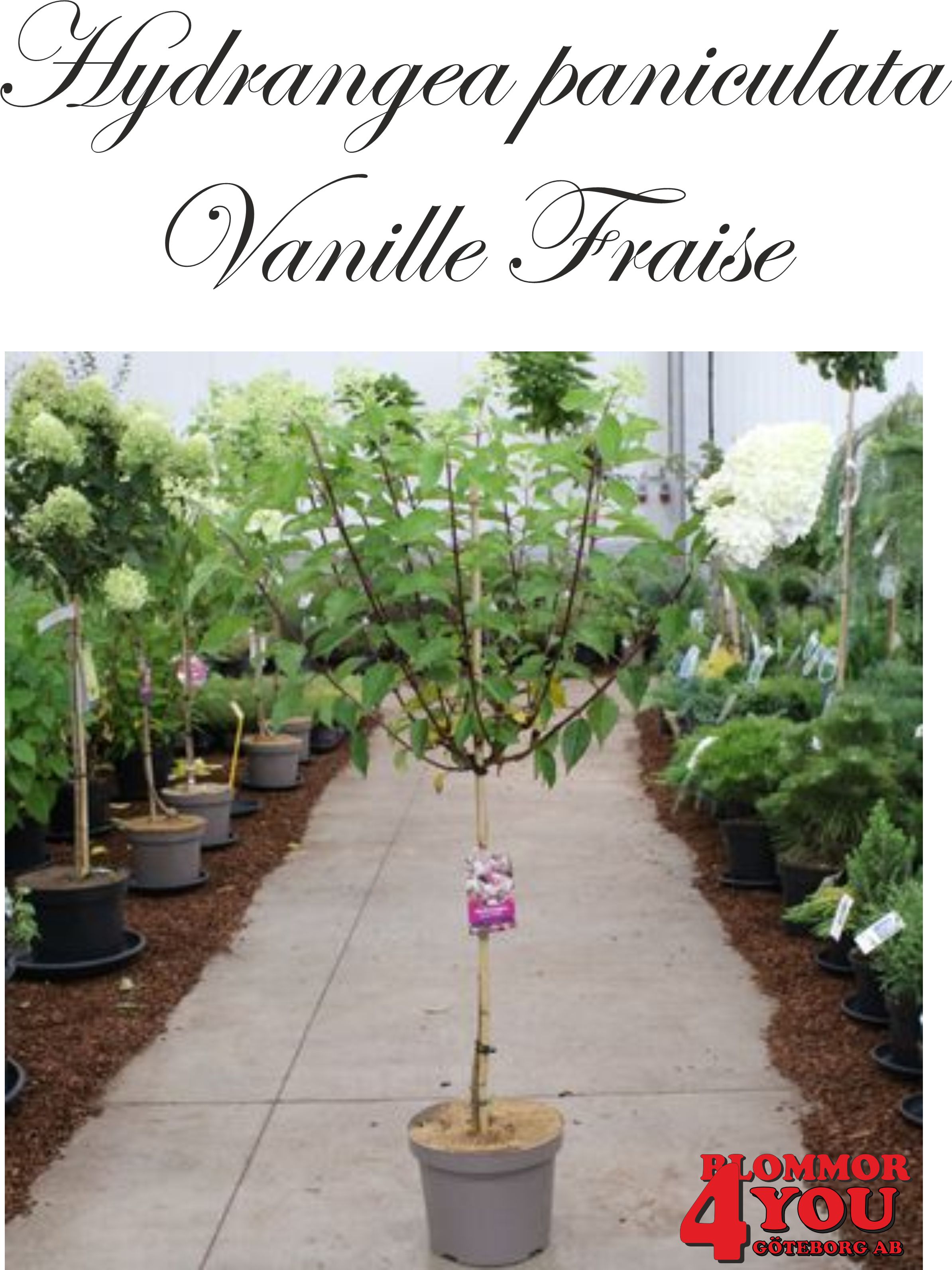 Hydrangea pan. Vanilla Fraise (Renhy*) Sh 90-110 Co