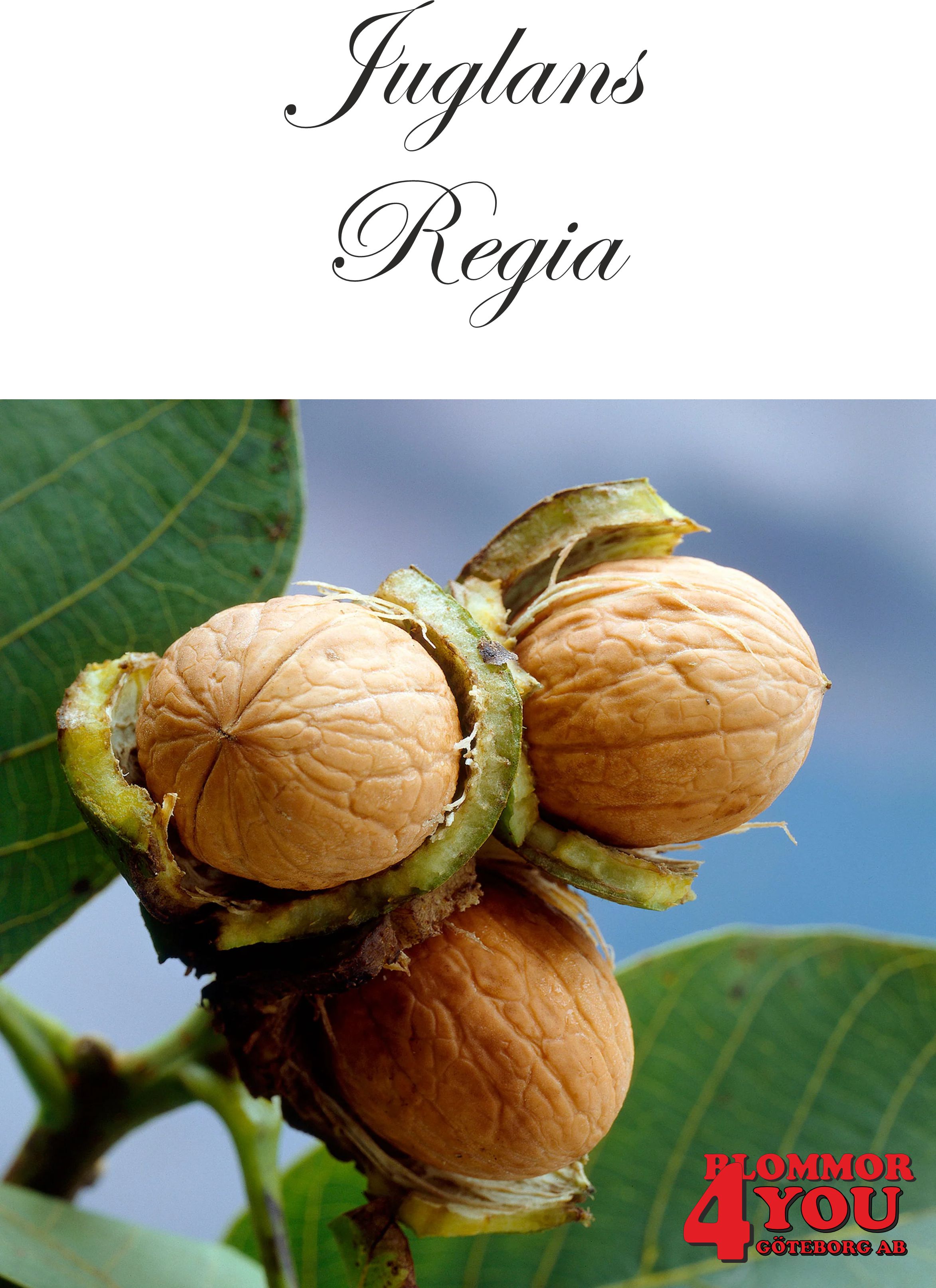 Juglans regia Utr 150-200 Co