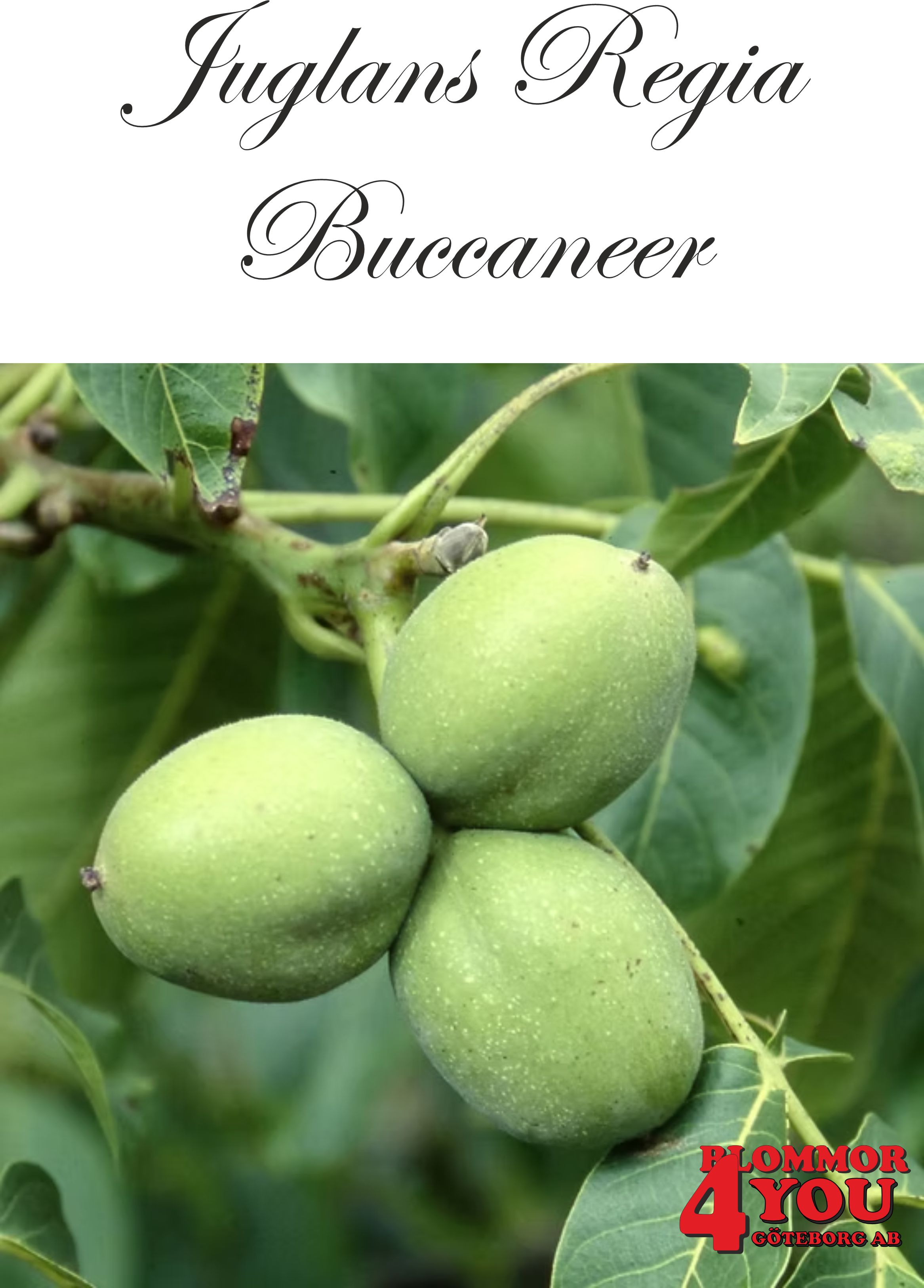 Juglans regia Buccaneer Utr 175-200 Co