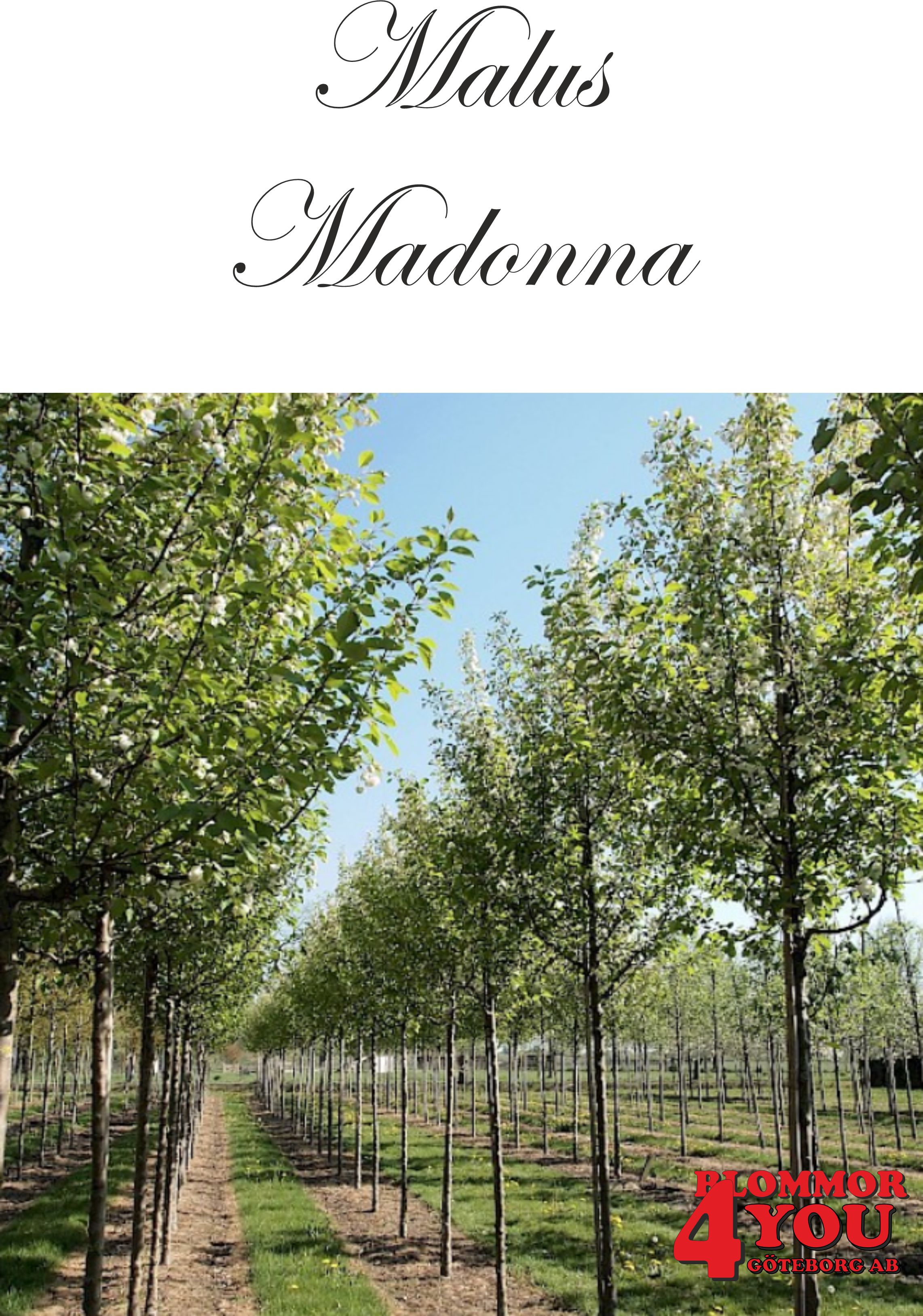 Malus Madonna (Mazam) Sh 90-110 Co - 2