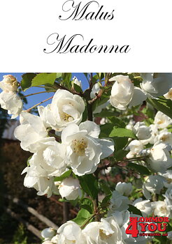 Malus Madonna (Mazam) Sh 90-110 Co
